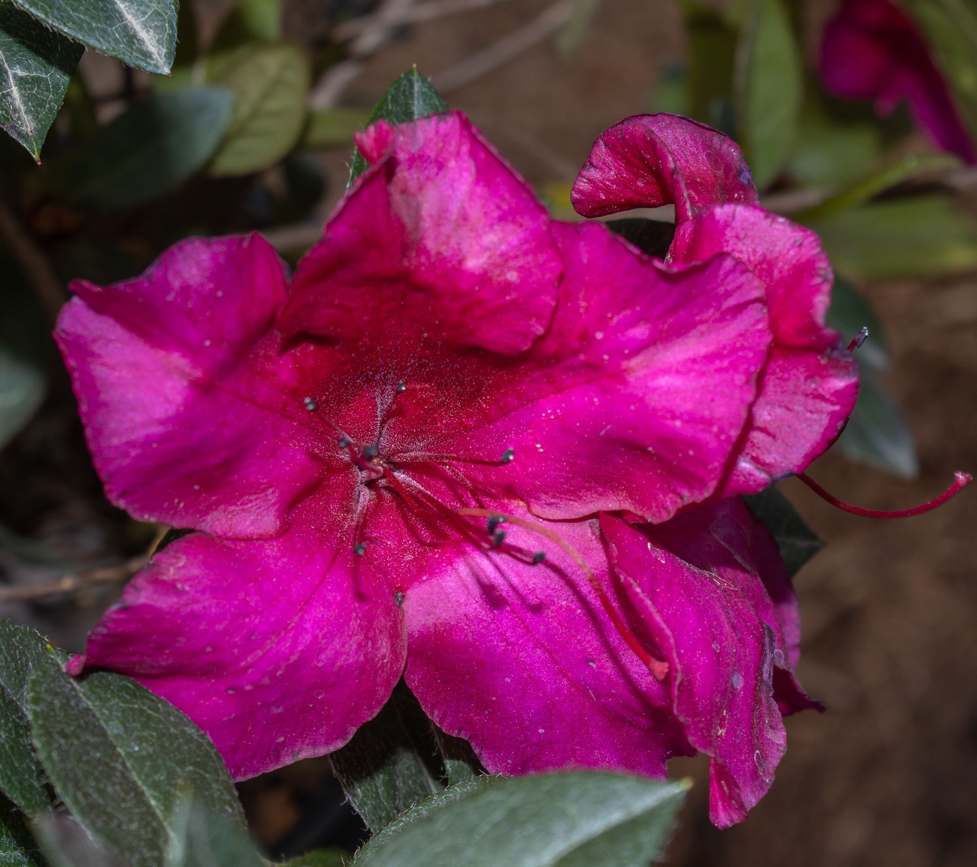 Bright pink flower in bloom with green leaves against a dark background