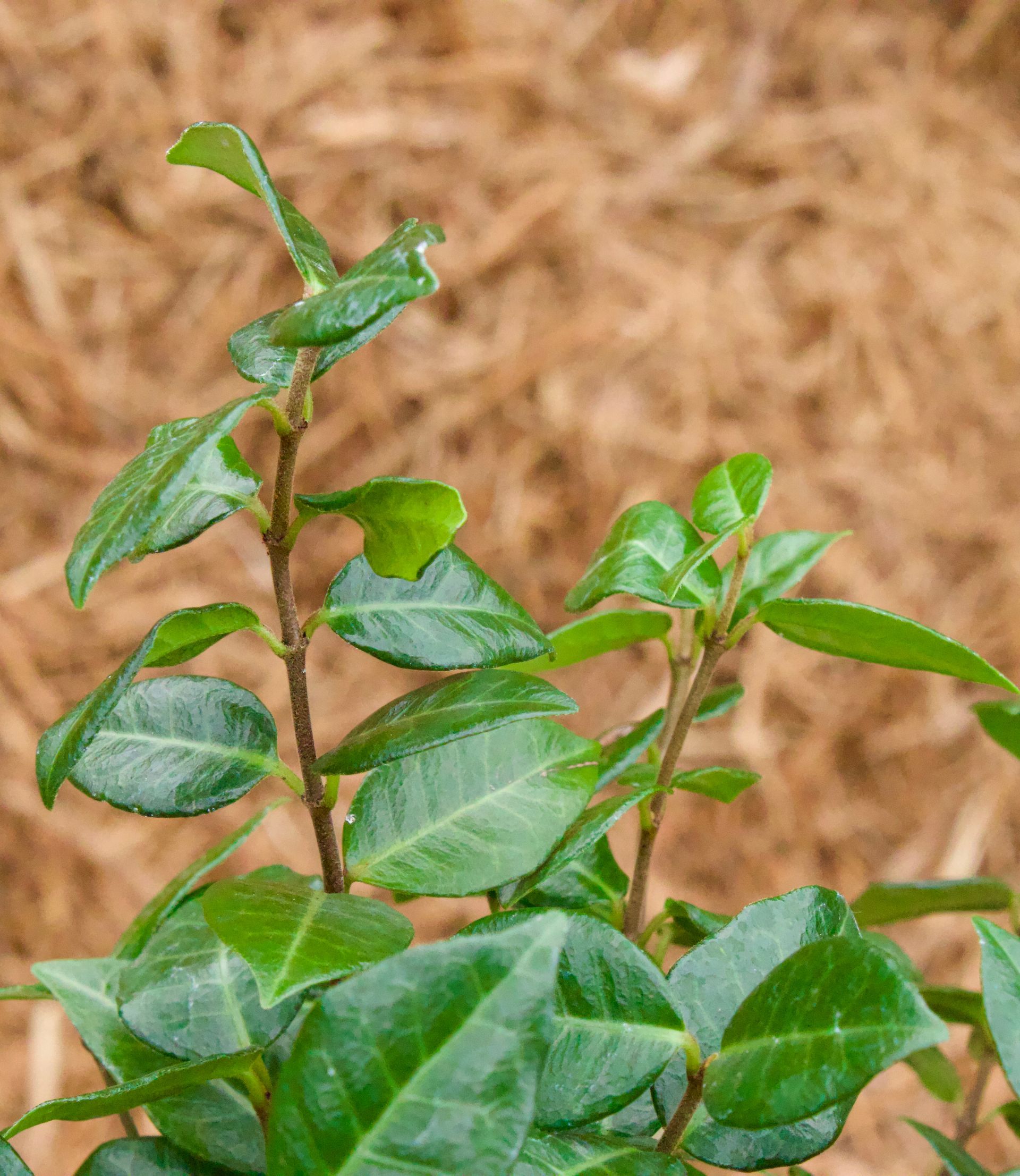 Green plant shoots with glossy leaves against a brown mulch background
