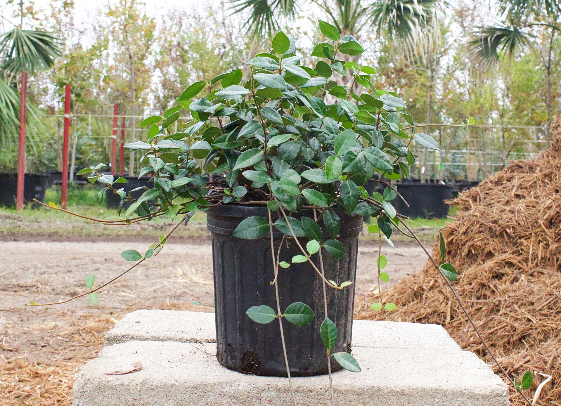 Potted green vine on a concrete block in a garden nursery setting