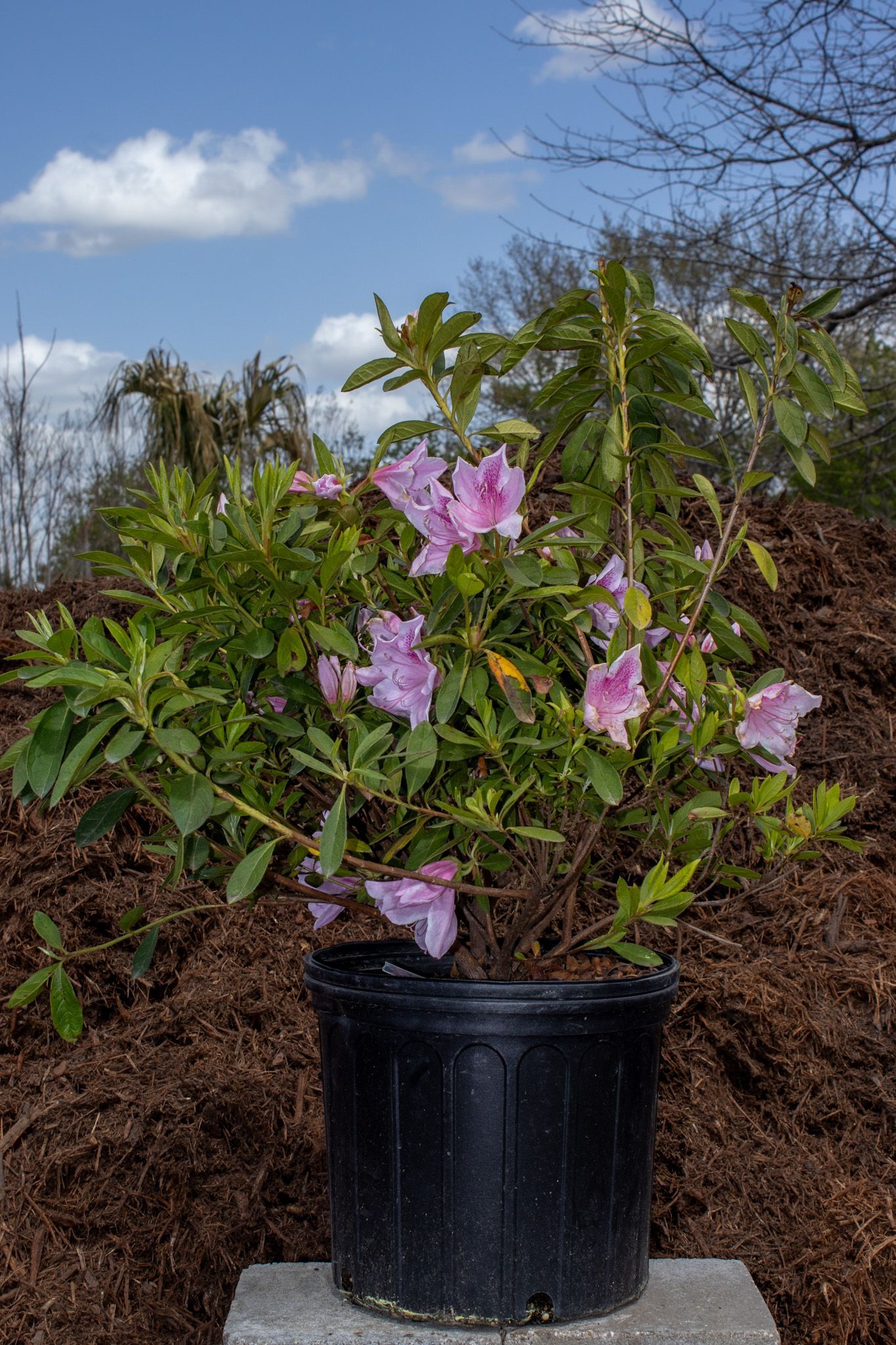 Potted shrub with pink flowers outdoors in a garden nursery under a blue sky