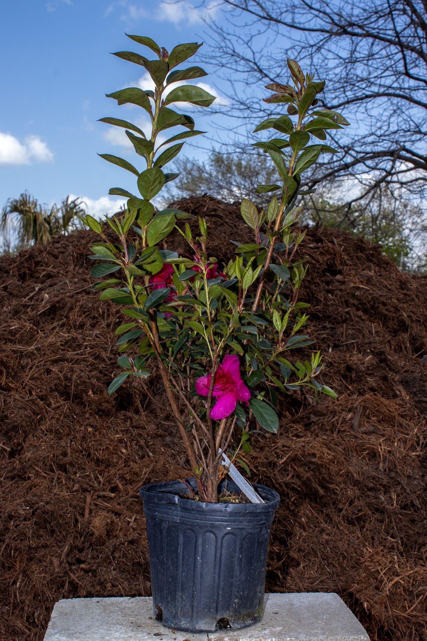 Potted bougainvillea with bright pink flowers against a mulch pile and blue sky