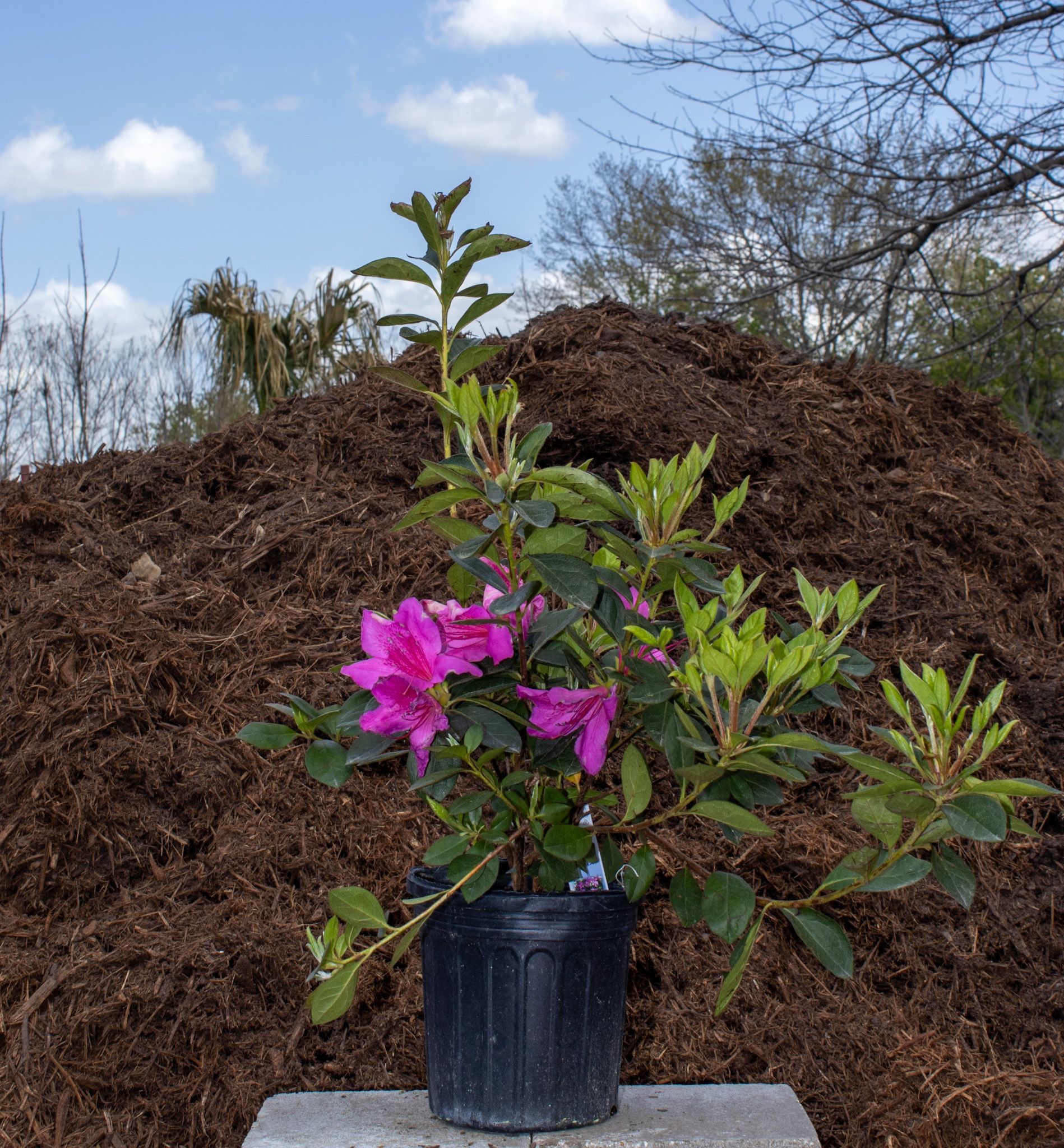 Potted flowering shrub with bright pink blossoms in front of a large mulch pile outdoors