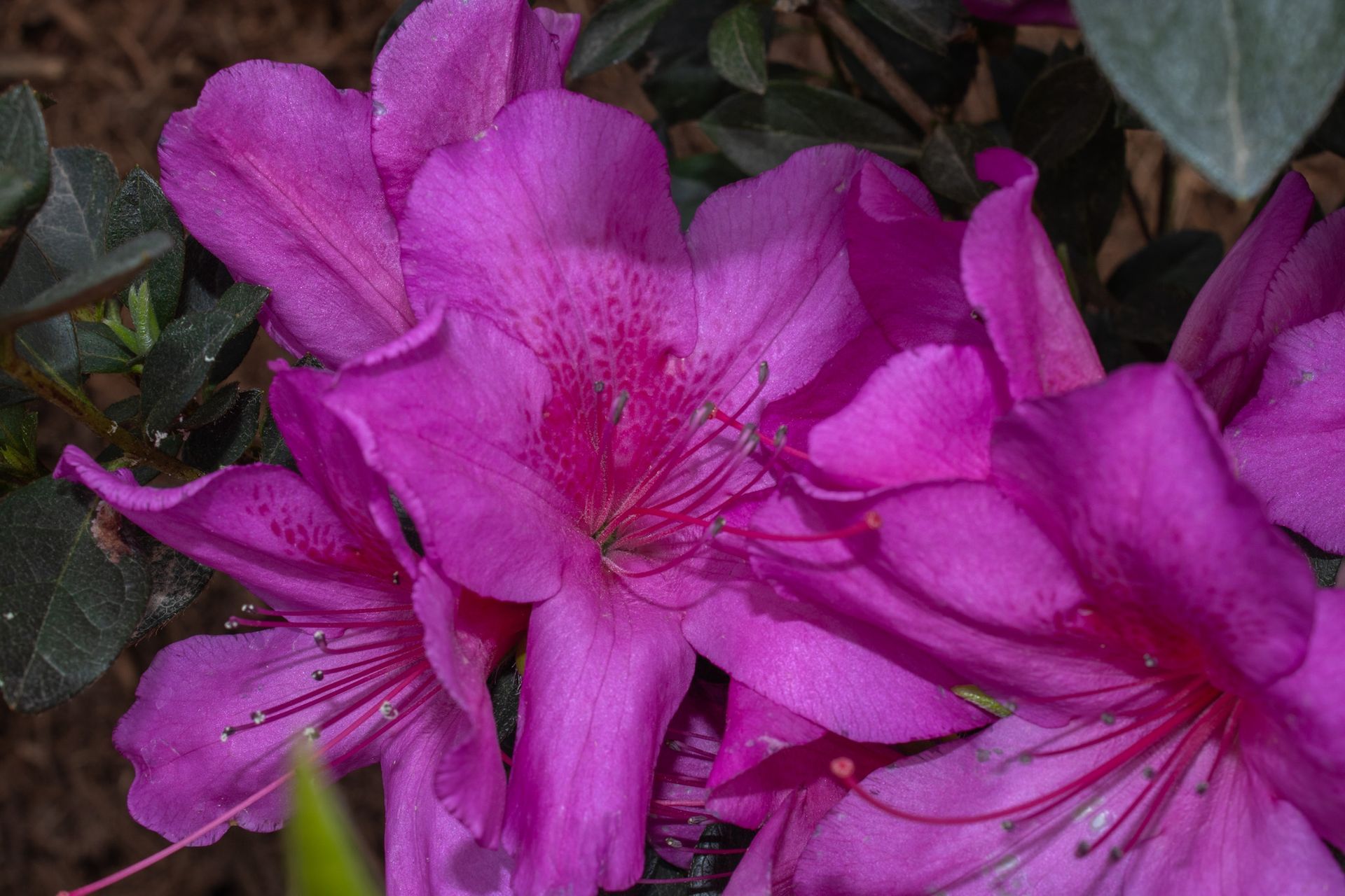 Bright pink azalea flowers in bloom with dark green leaves