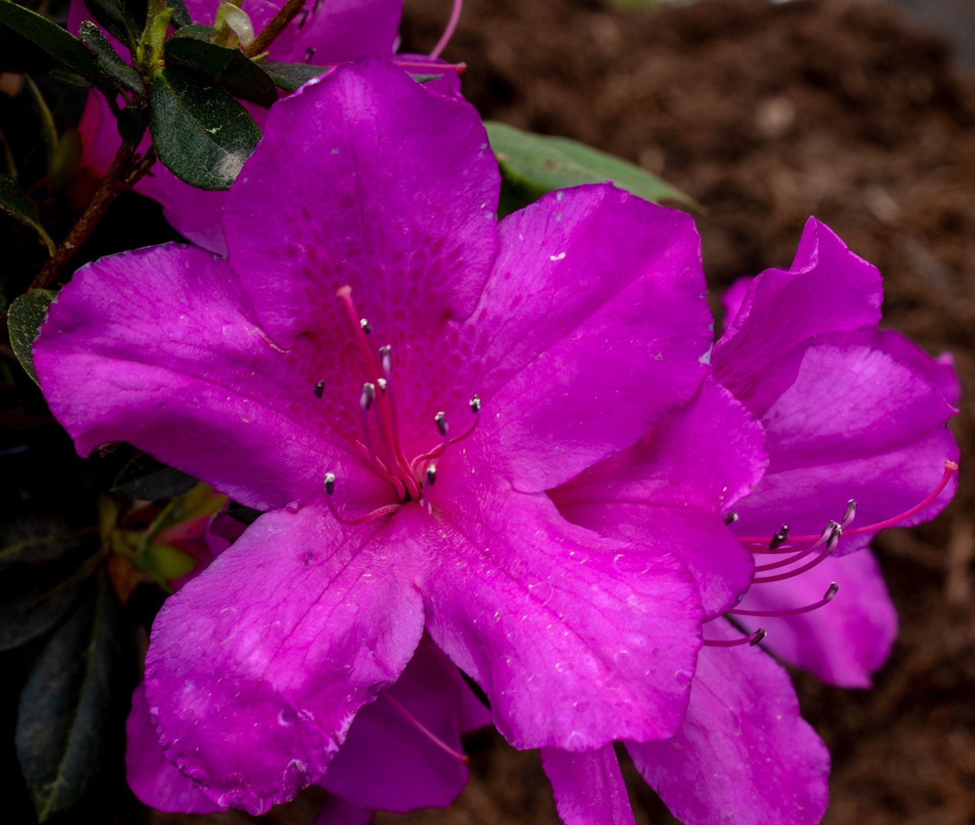 Bright magenta azalea flowers blooming against dark green leaves