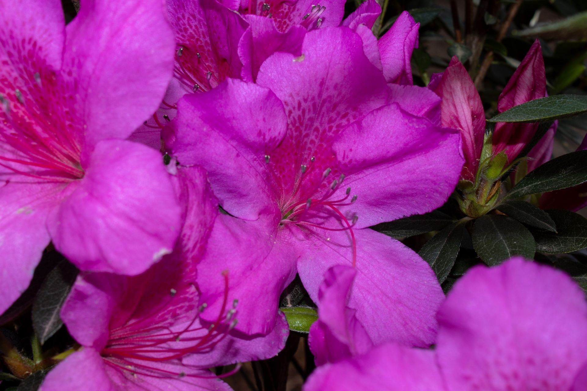 Bright pink flowers in close-up, filling the frame with green leaves in the background