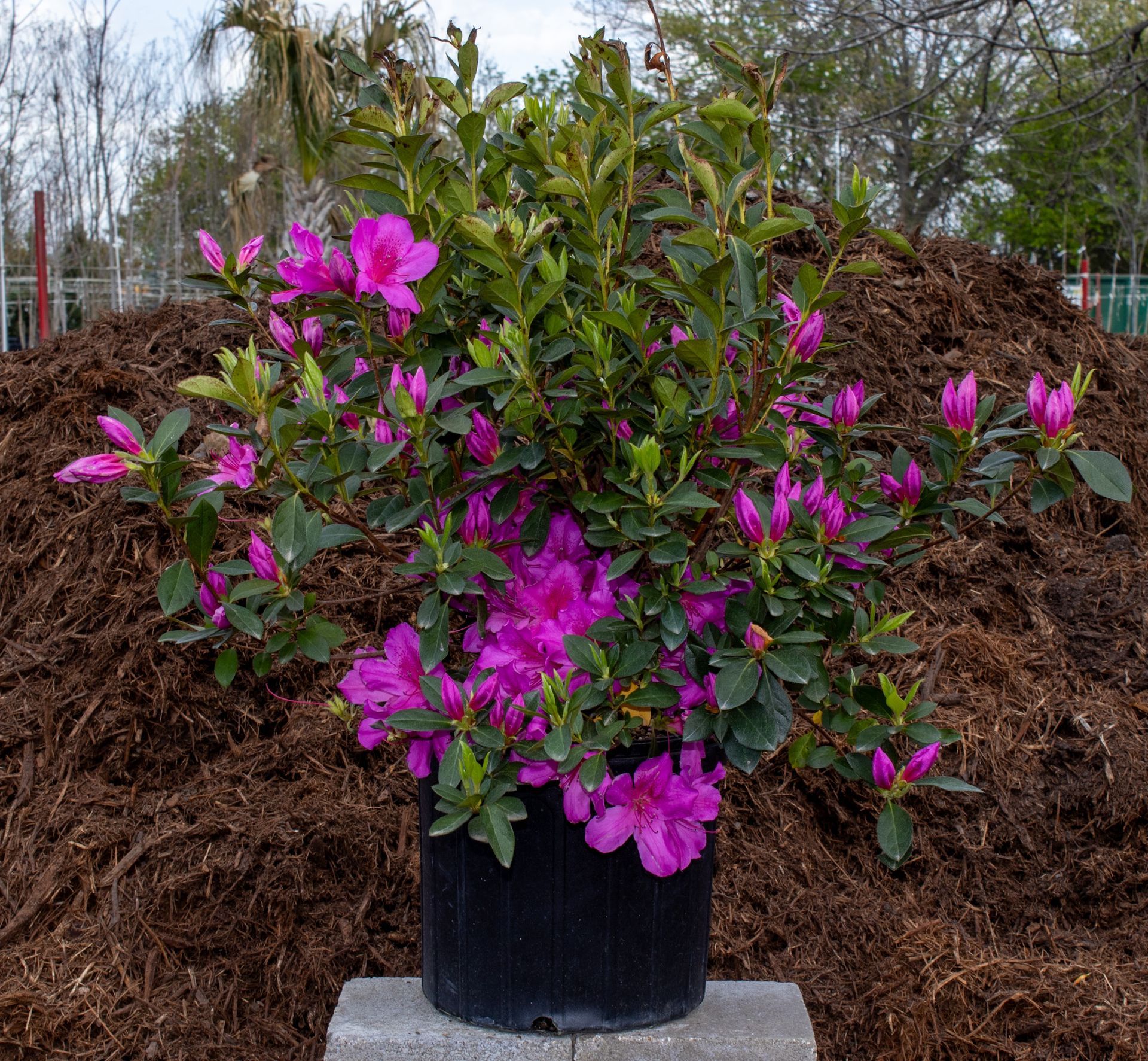 Potted azalea shrub with bright pink flowers on a stone pedestal outdoors