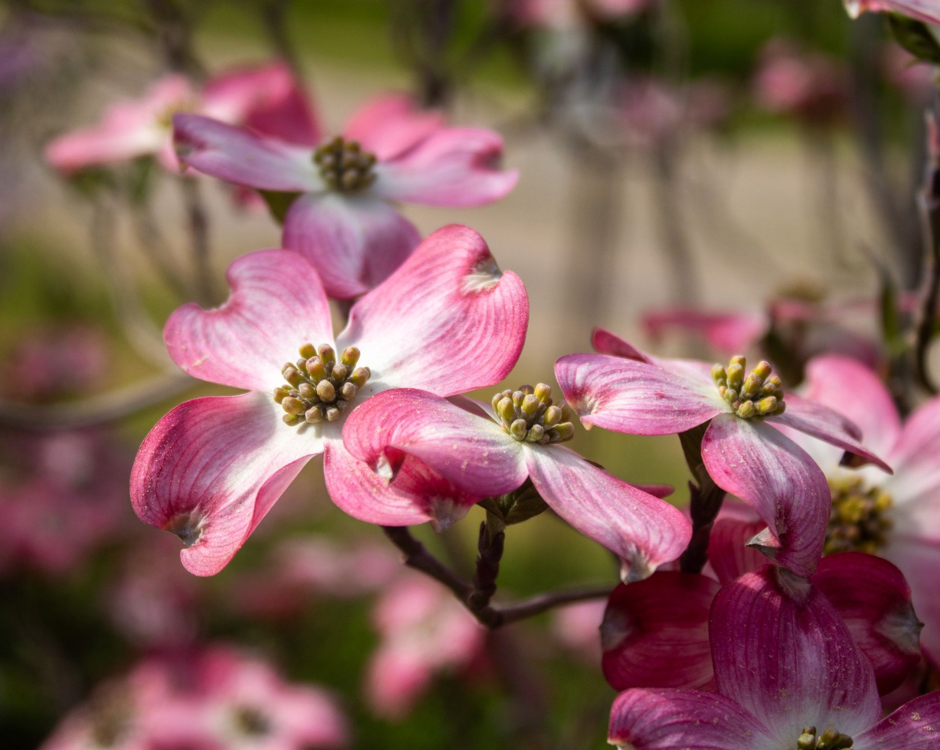 Pink blossoms with white centers on a flowering tree branch, softly blurred background