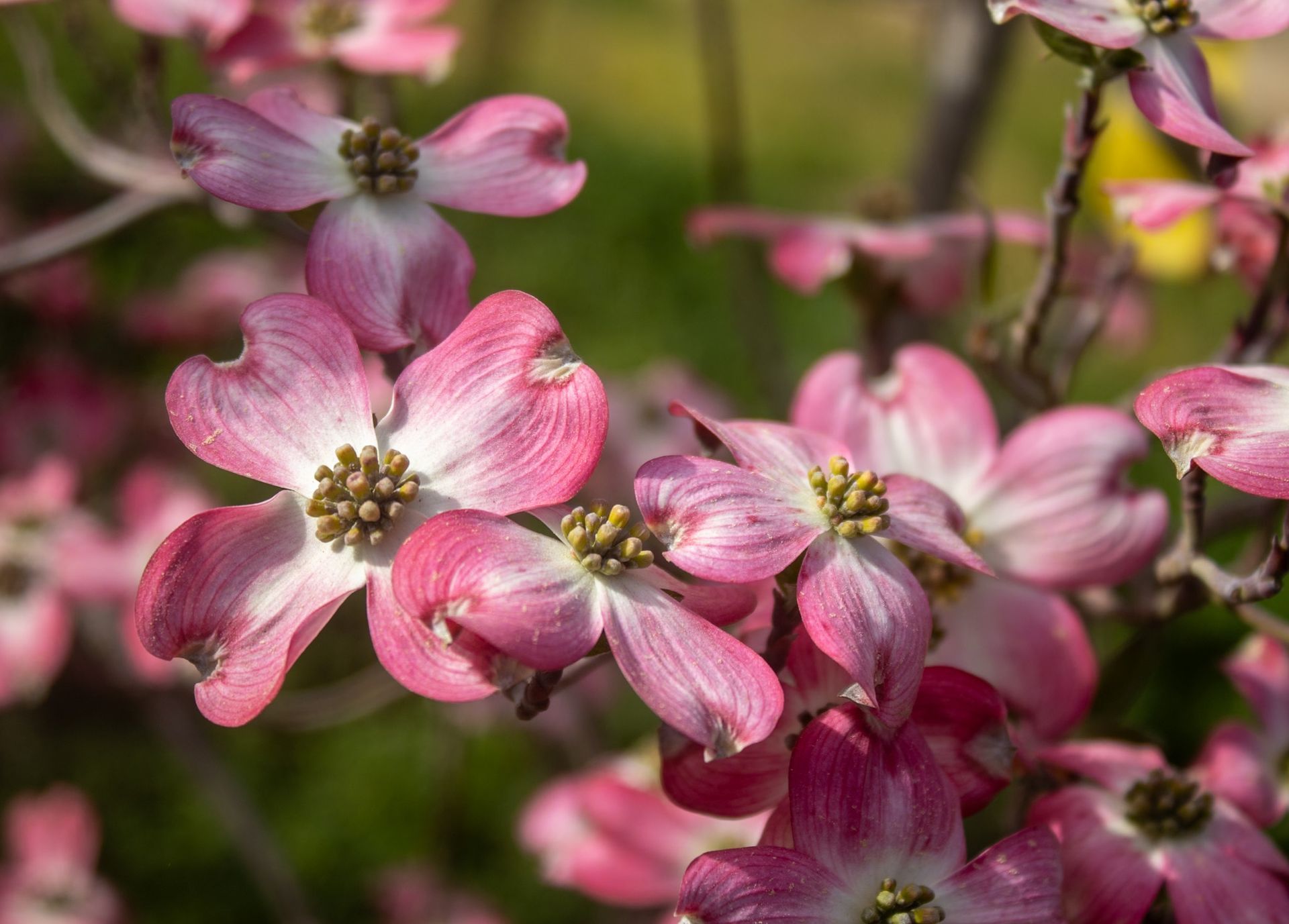 Pink dogwood blossoms clustered on branches against a blurred garden background