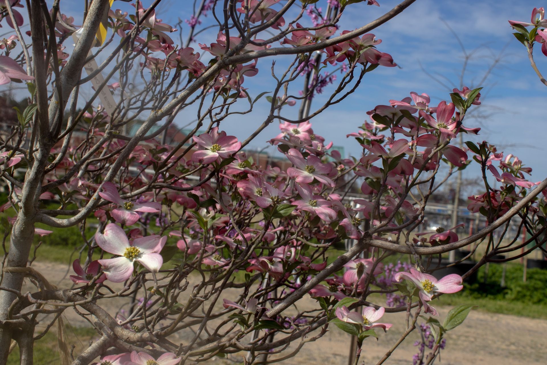 Pink blossoms on tree branches against a blue sky in a sunny garden