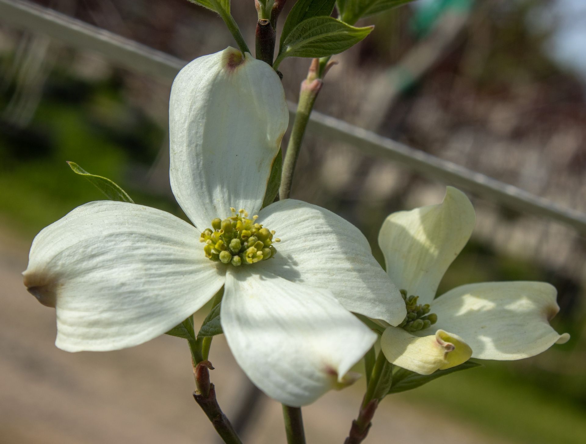 White dogwood blossoms with green centers on a branch outdoors