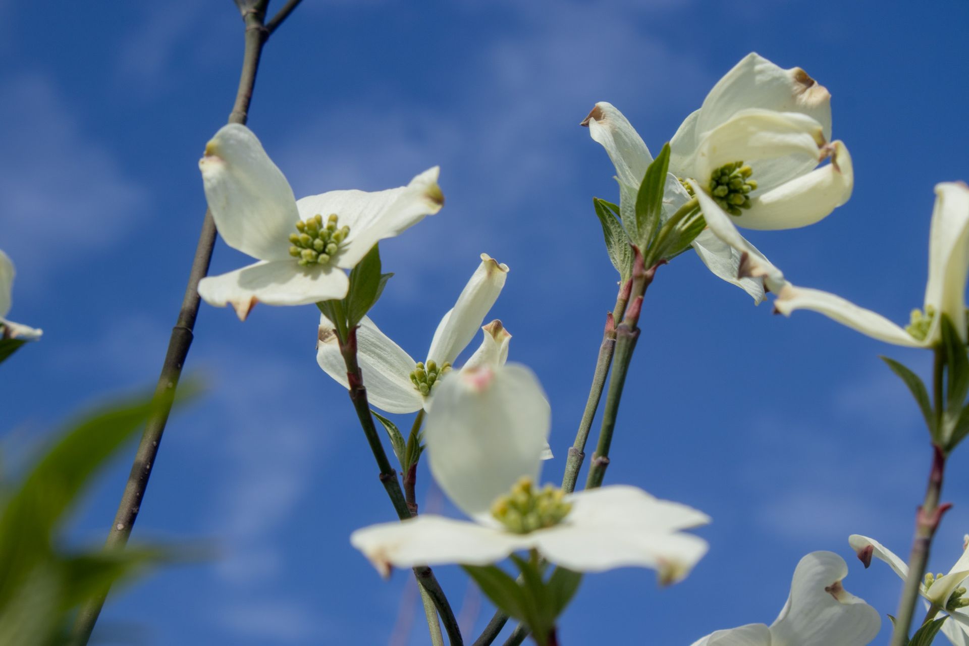 White dogwood blossoms against a clear blue sky.