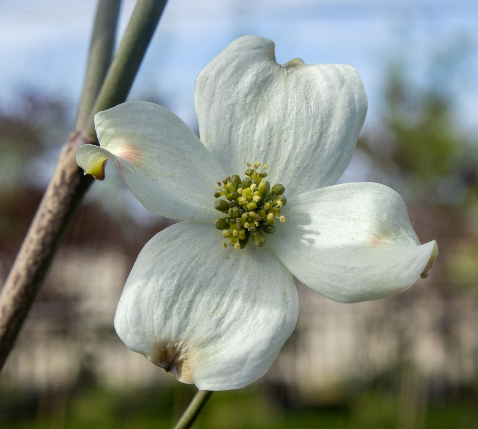 White dogwood flower in bloom with green center against a blurred outdoor background