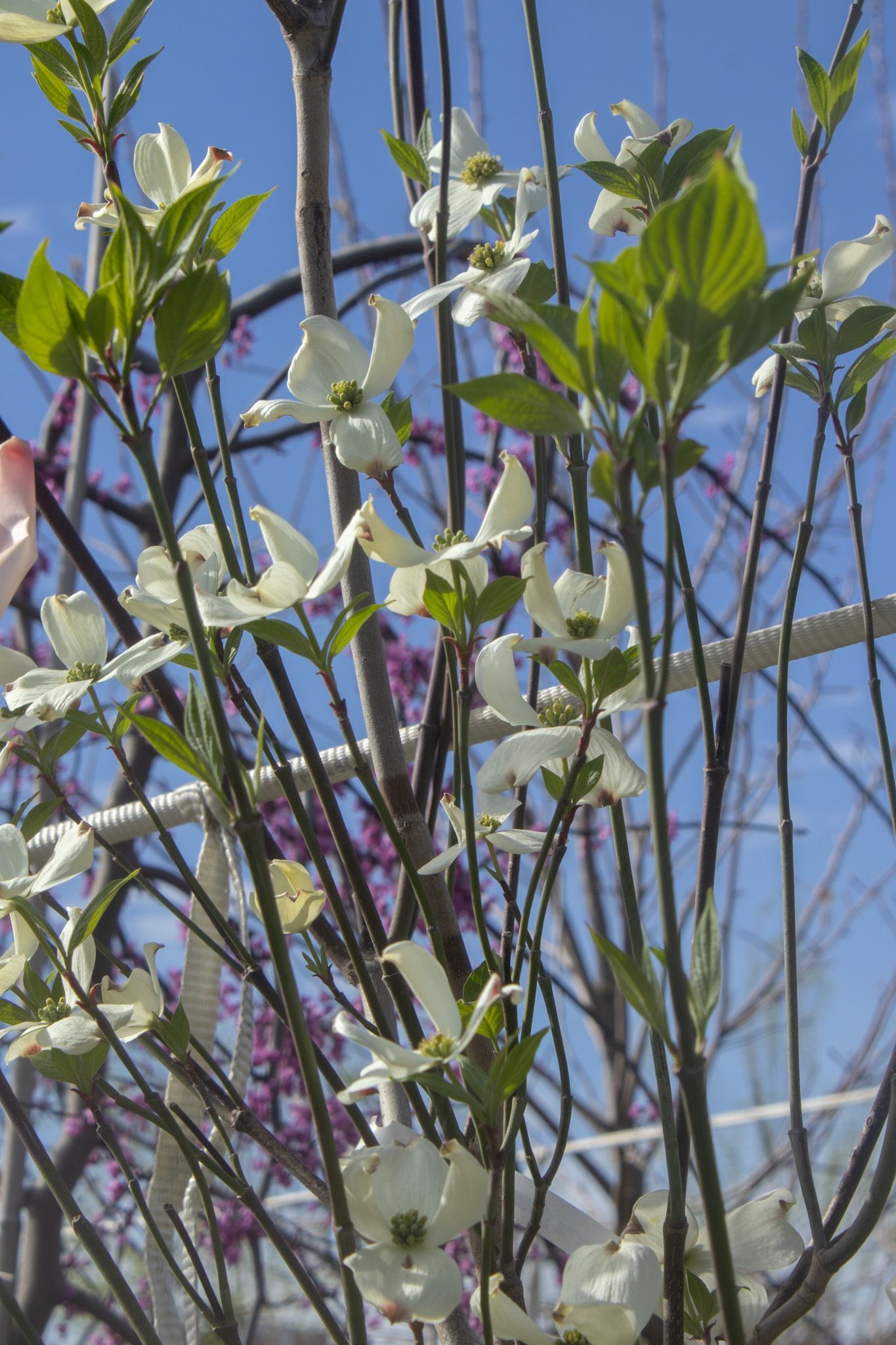 White blossoms and green leaves on a flowering shrub against a blue sky