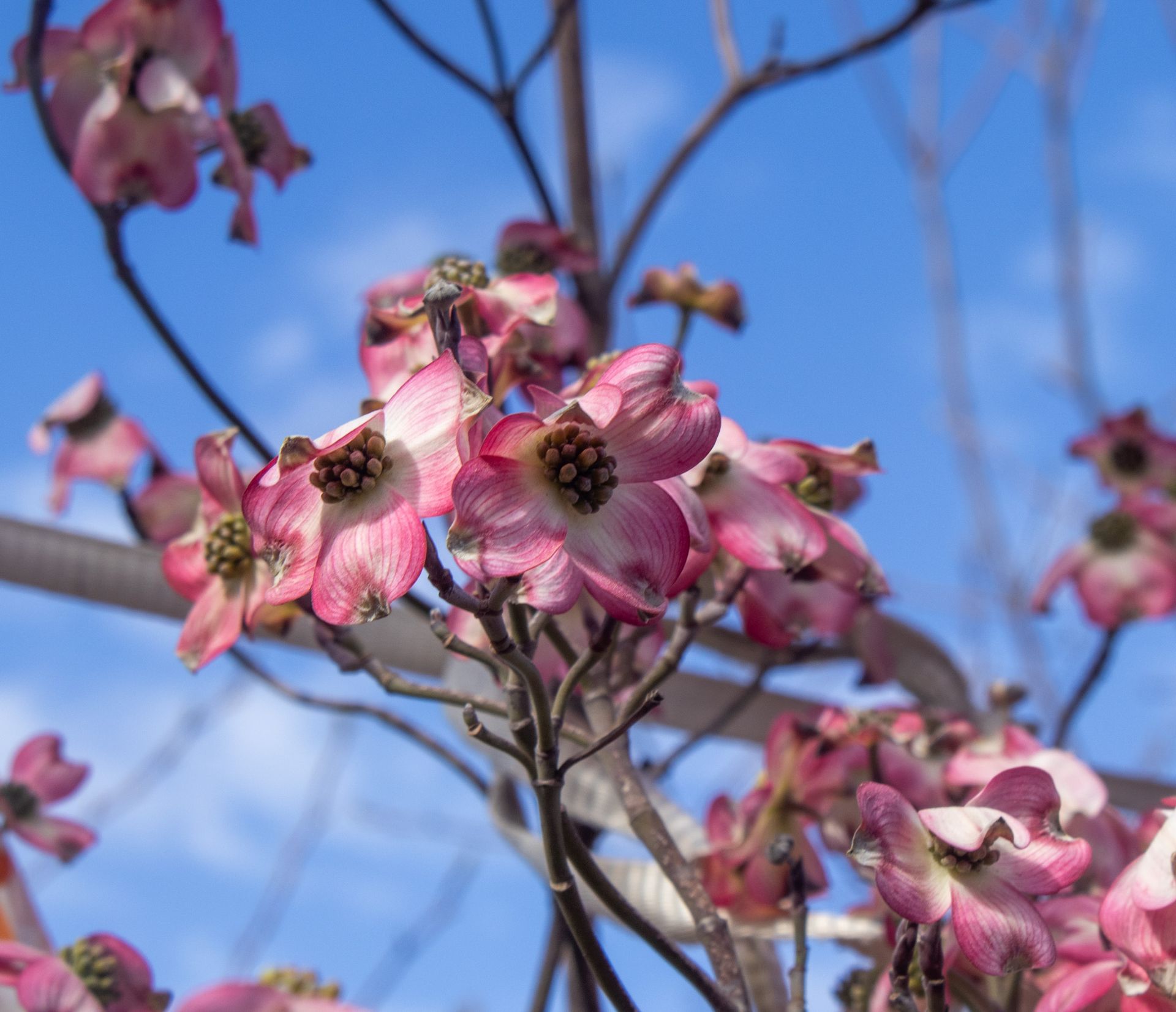 Pink dogwood blossoms against a bright blue sky.