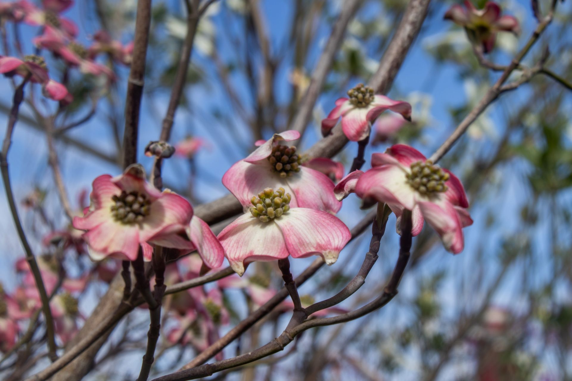 Pink and white dogwood blossoms on branches against a blue sky