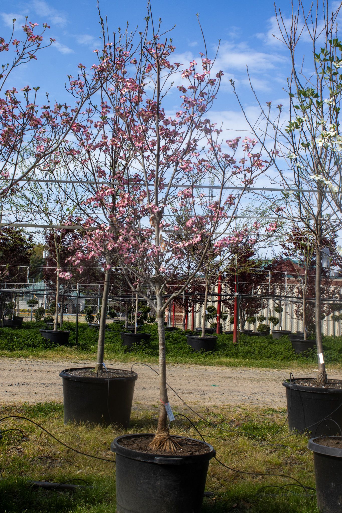 Potted young trees with reddish leaves in a sunny outdoor nursery under a blue sky