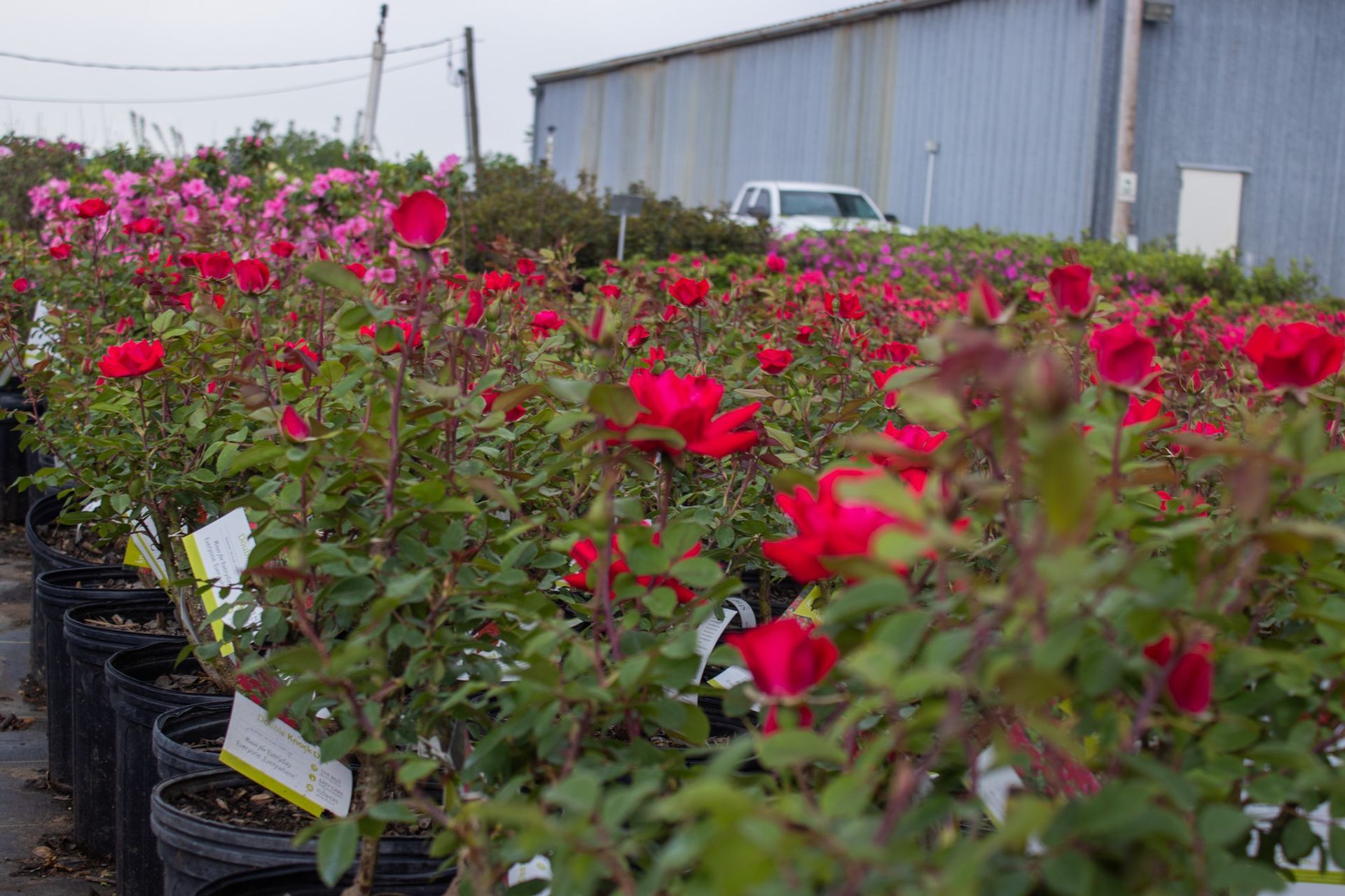 Rows of potted red and pink roses at a nursery beside a greenhouse