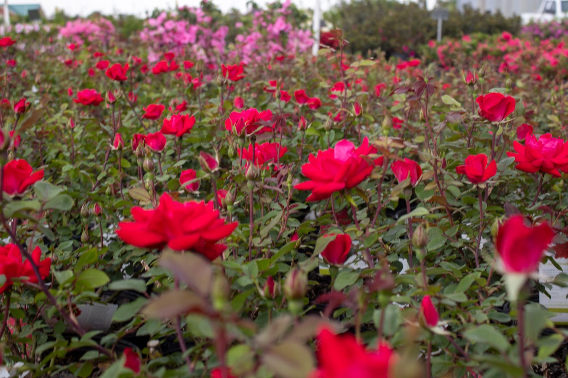 Field of blooming red and pink roses in a garden