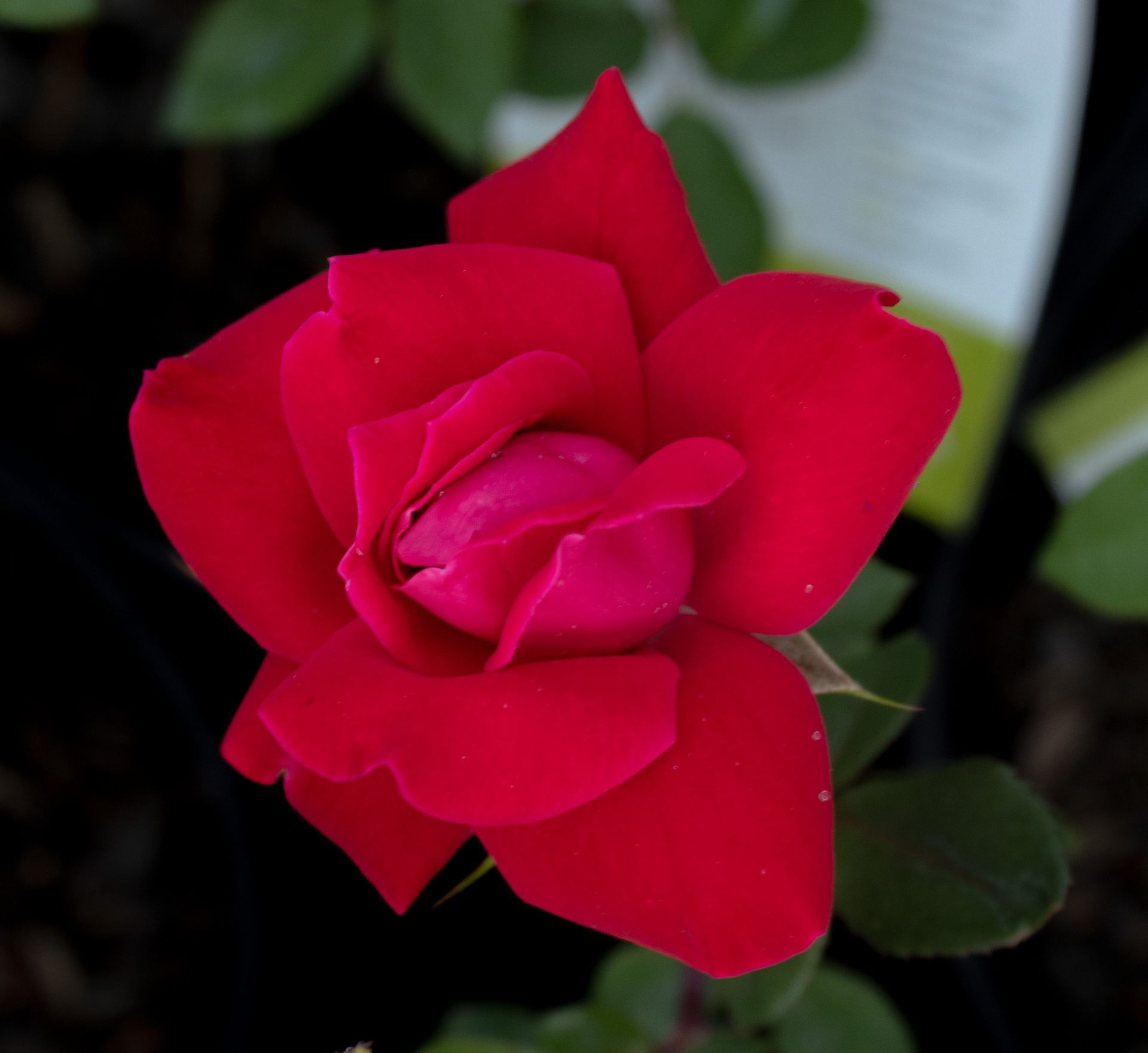 Close-up of a vibrant red rose against a dark background