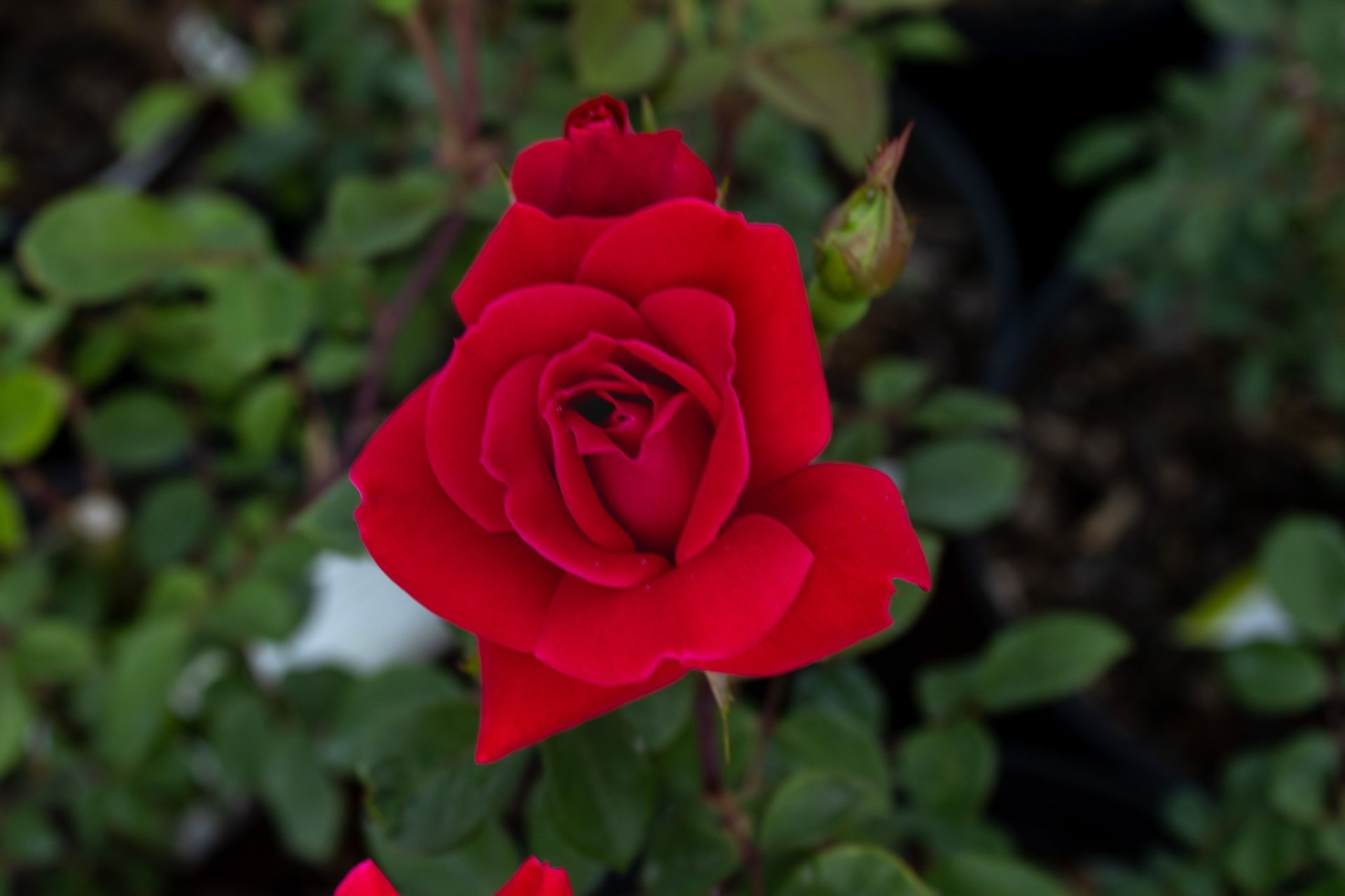 Red rose blooming against dark green foliage.