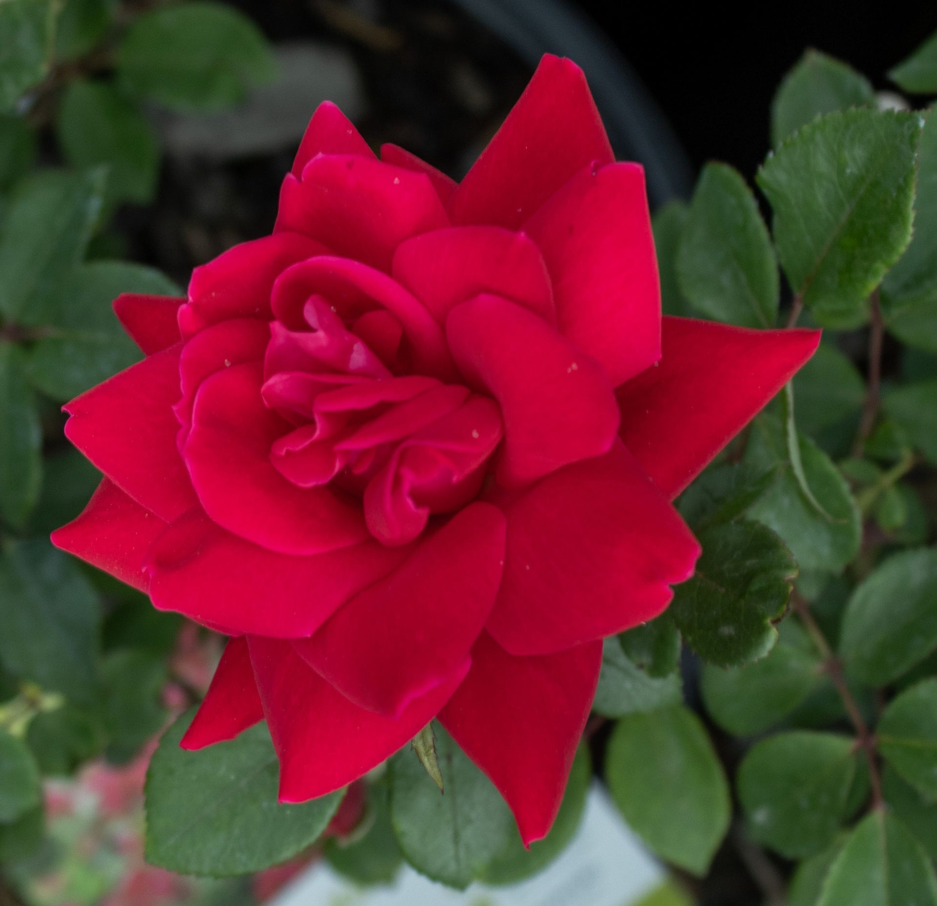 Red rose in bloom against green leaves.