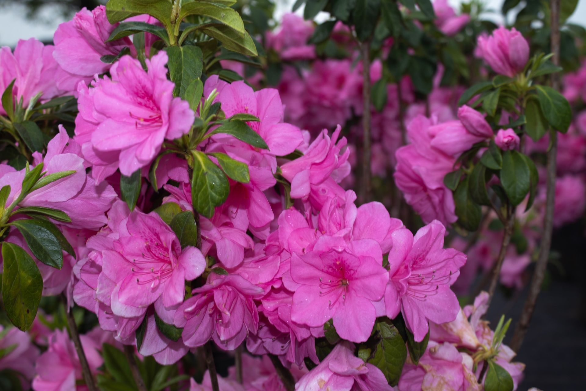 Pink azalea blossoms in bloom among green leaves in a garden