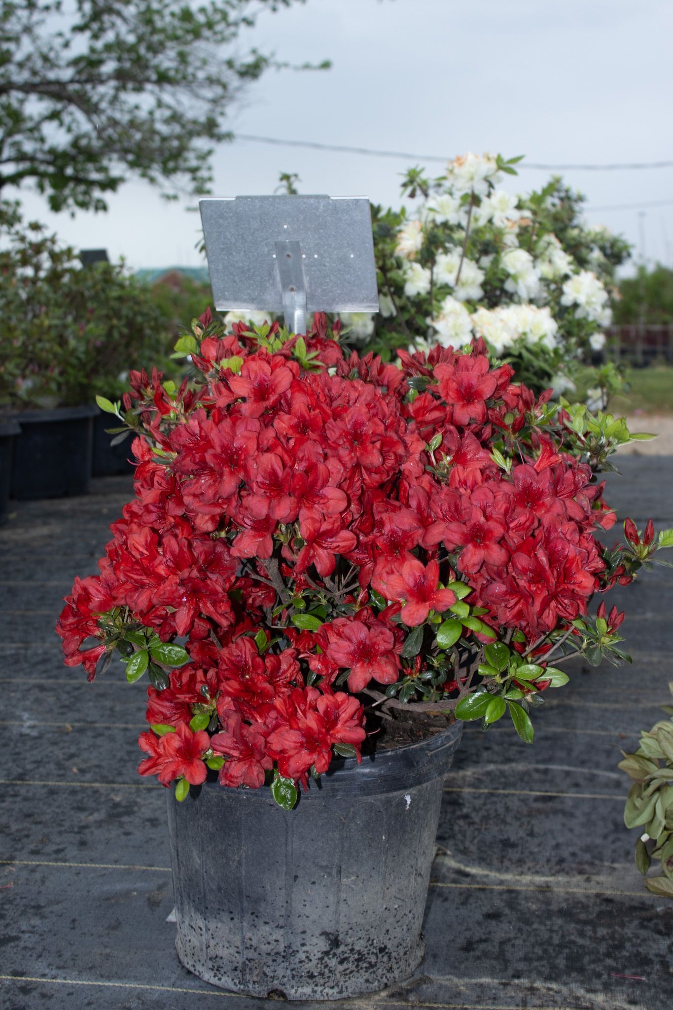 Potted shrub with bright red flowers in a nursery, with white blooms behind it