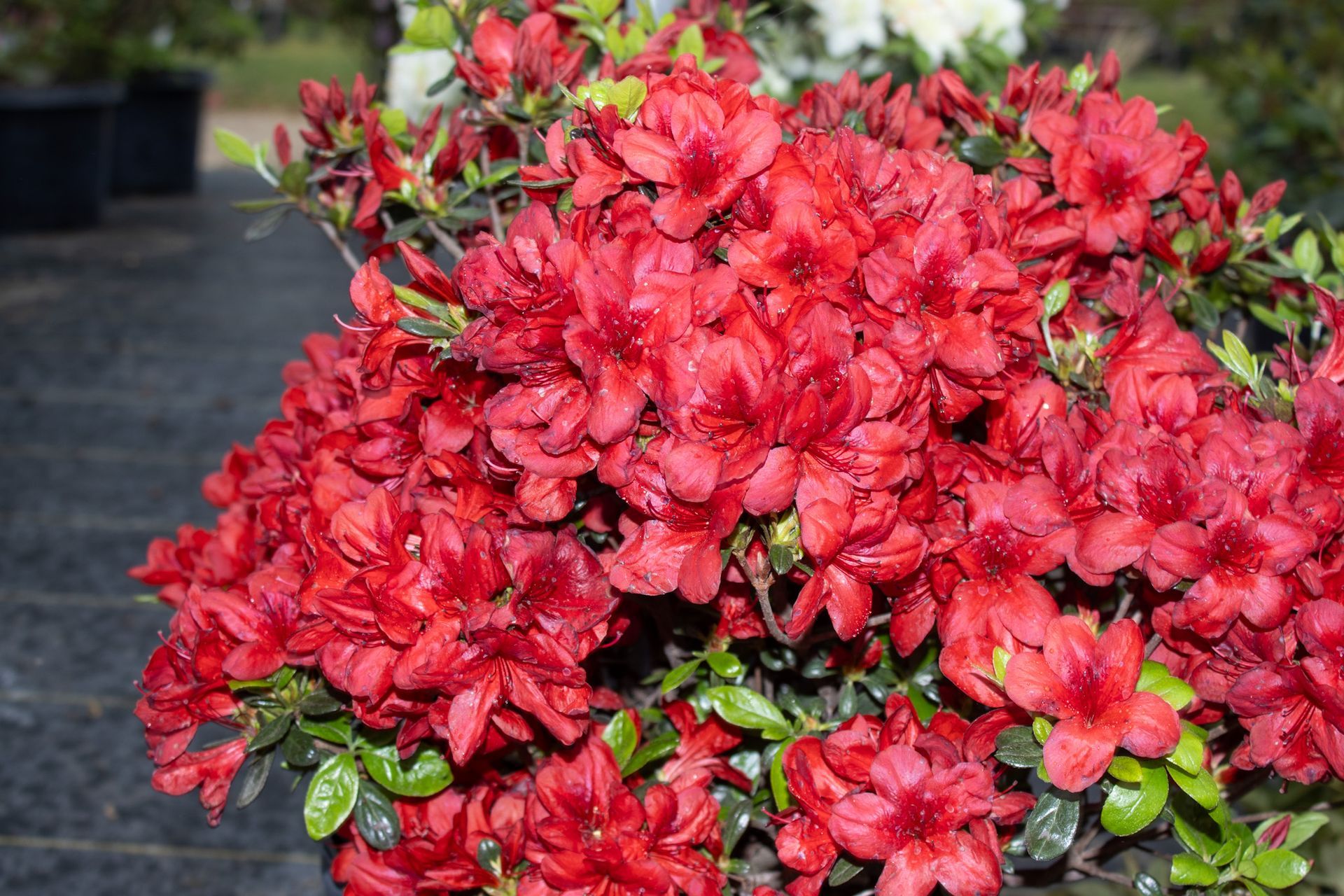 Bright red azalea flowers in full bloom in a garden bed