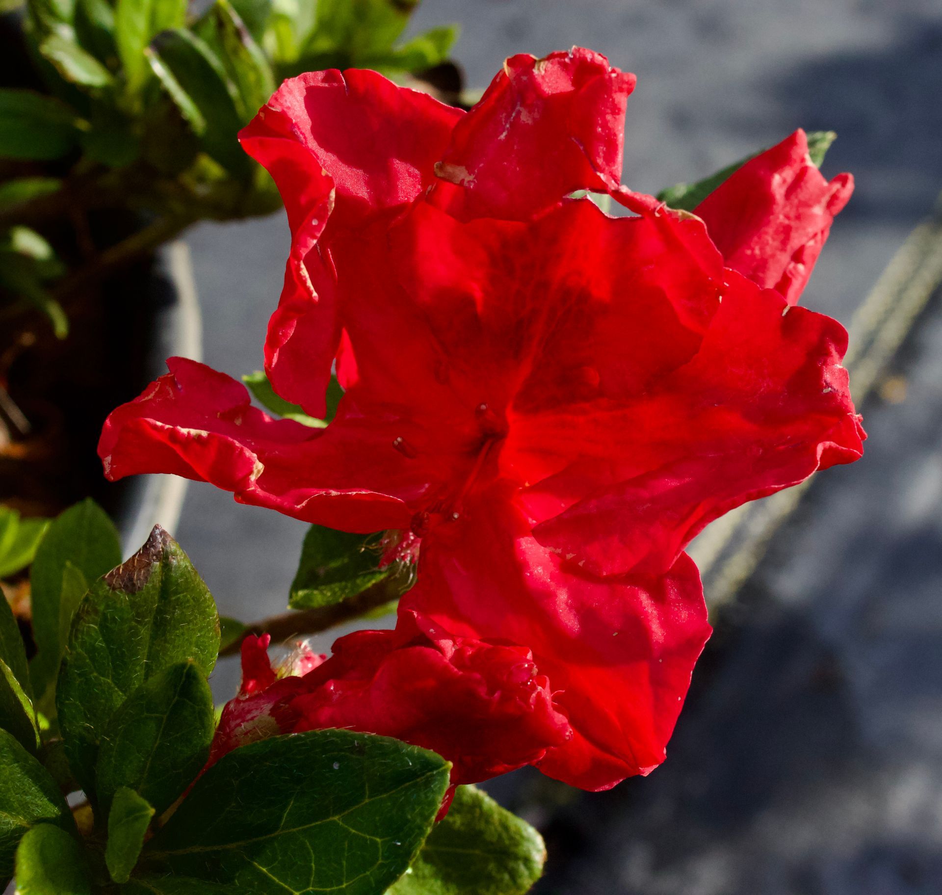Bright red flower bloom with green leaves in sunlight