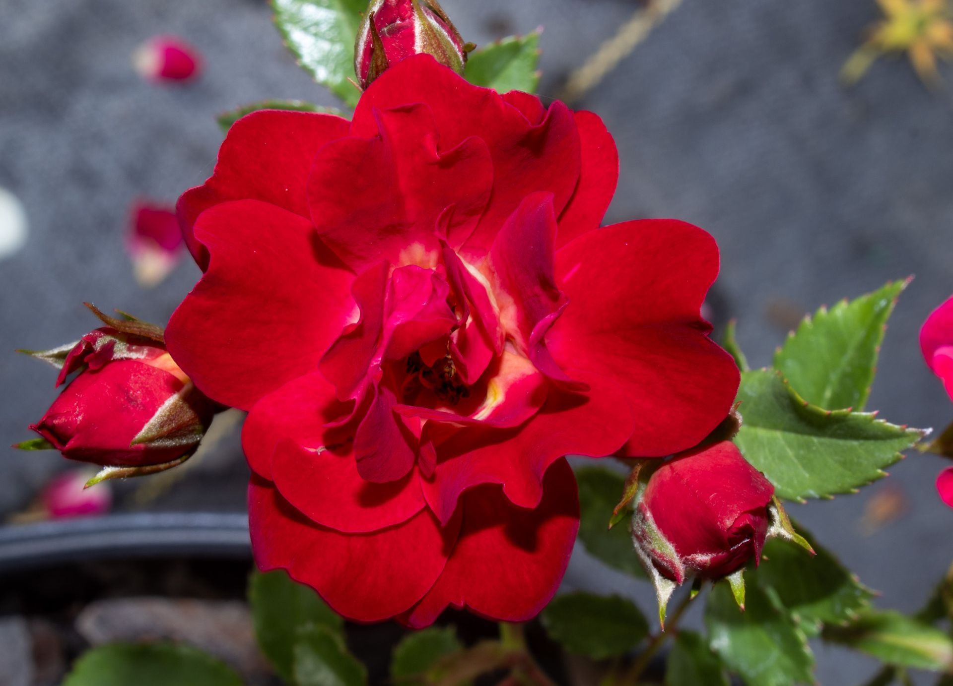 Close-up of a red rose with buds and green leaves against a blurred gray background