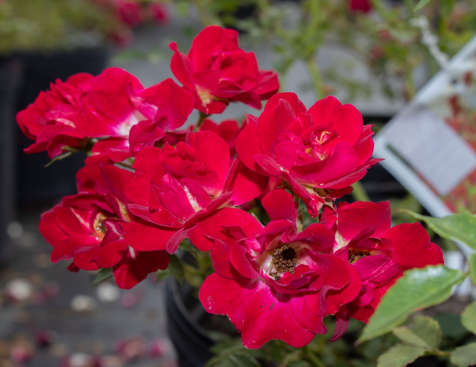 Cluster of bright red flowers blooming outdoors with blurred garden background