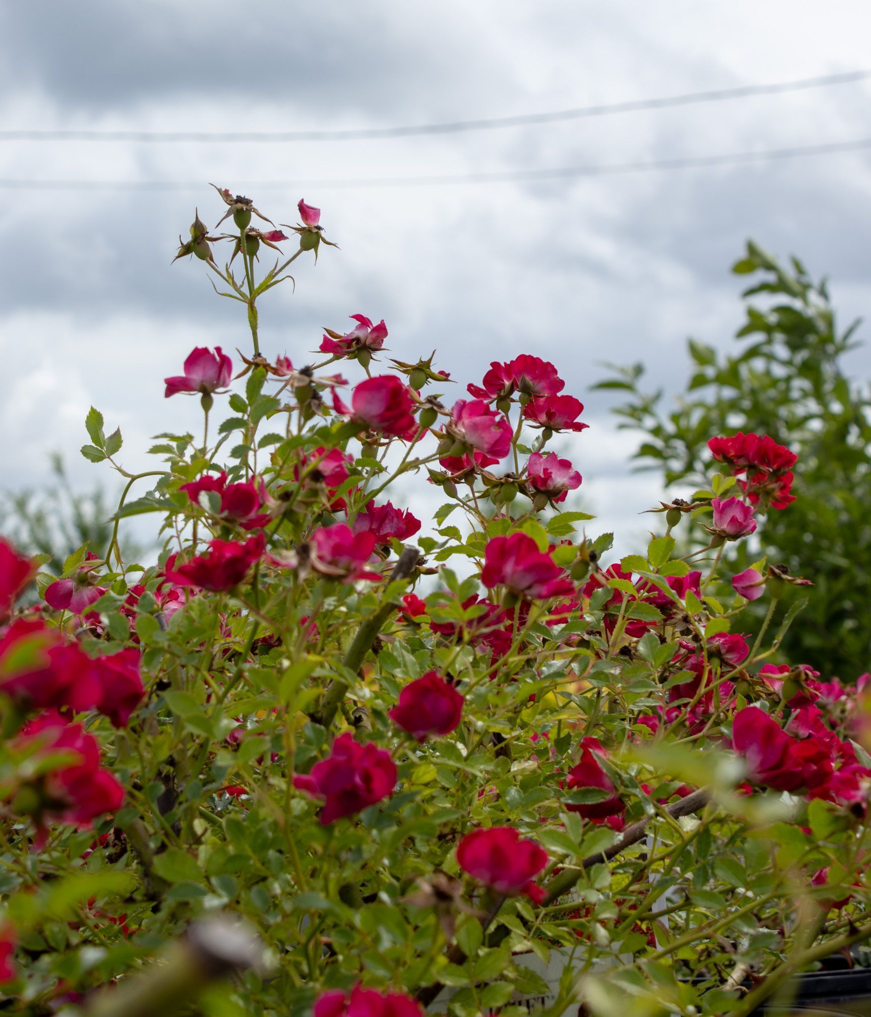 Pink wildflowers blooming in a field under a cloudy sky