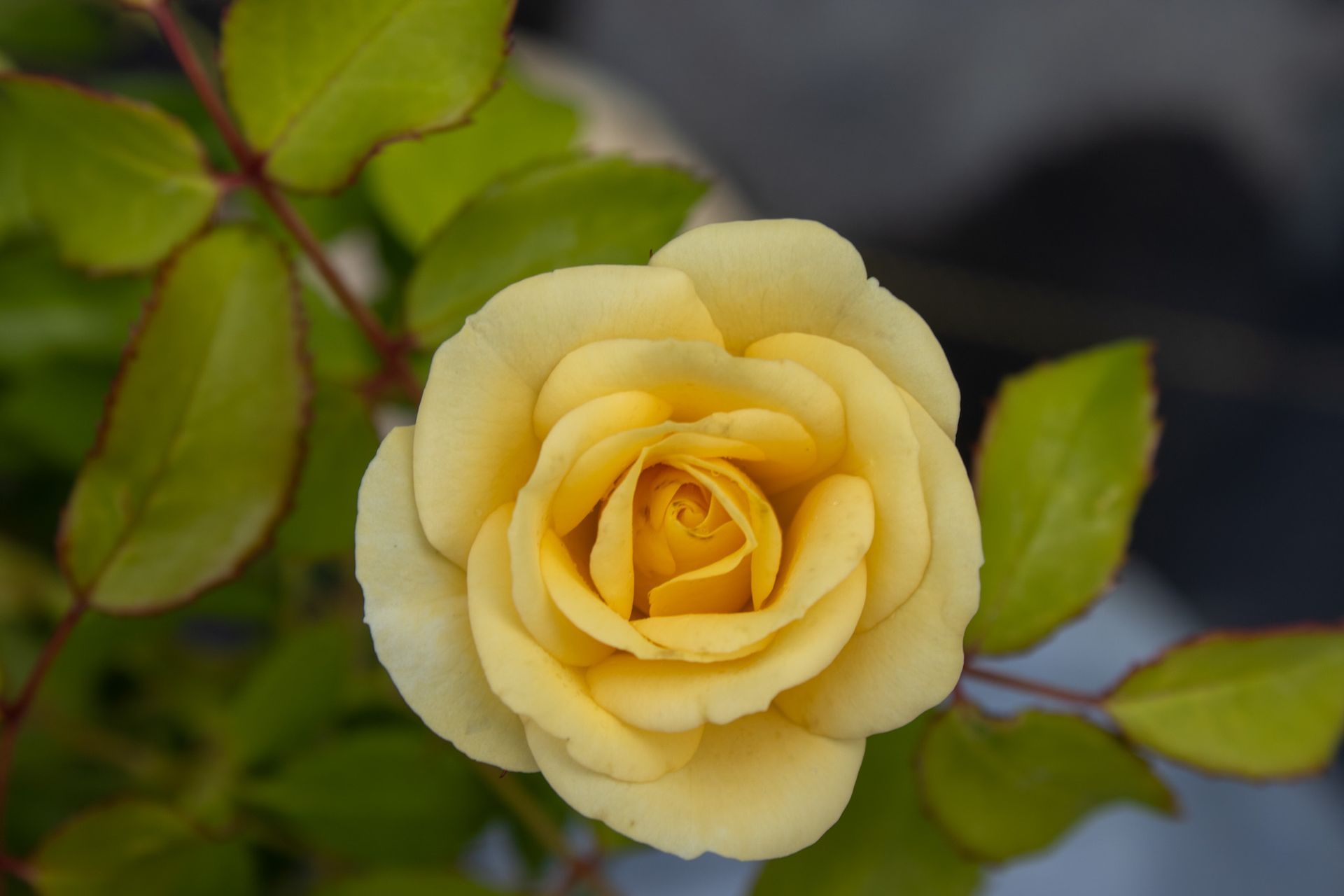 Close-up of a pale yellow rose with green leaves against a blurred background