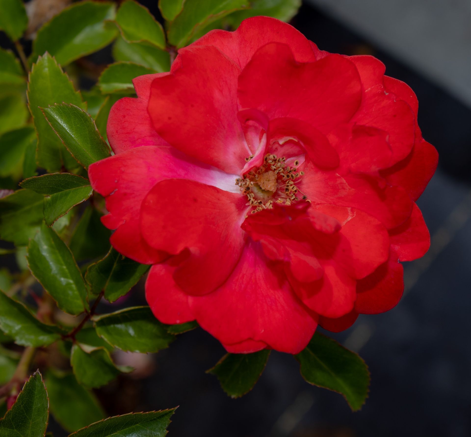 Close-up of a bright red rose with green leaves against a dark background