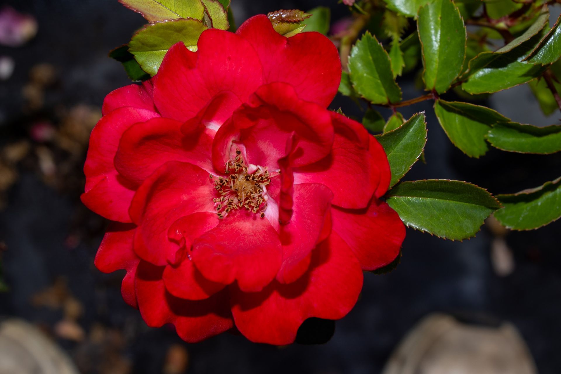 Close-up of a bright red rose with green leaves against a dark background