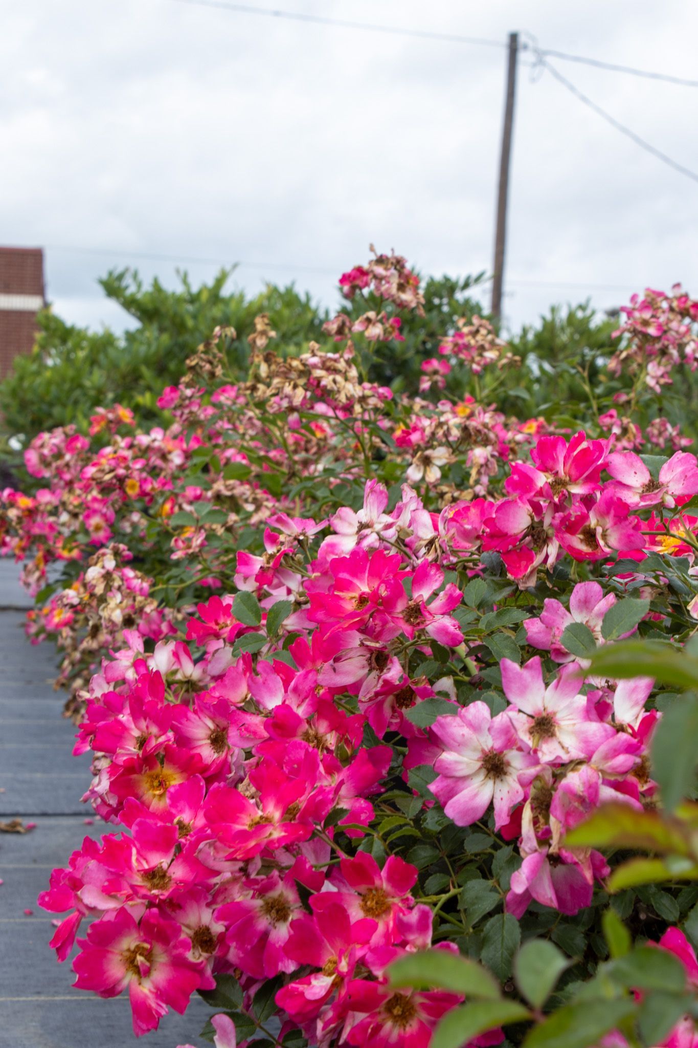 Pink and white flowers blooming in a garden with sky and utility poles in the background
