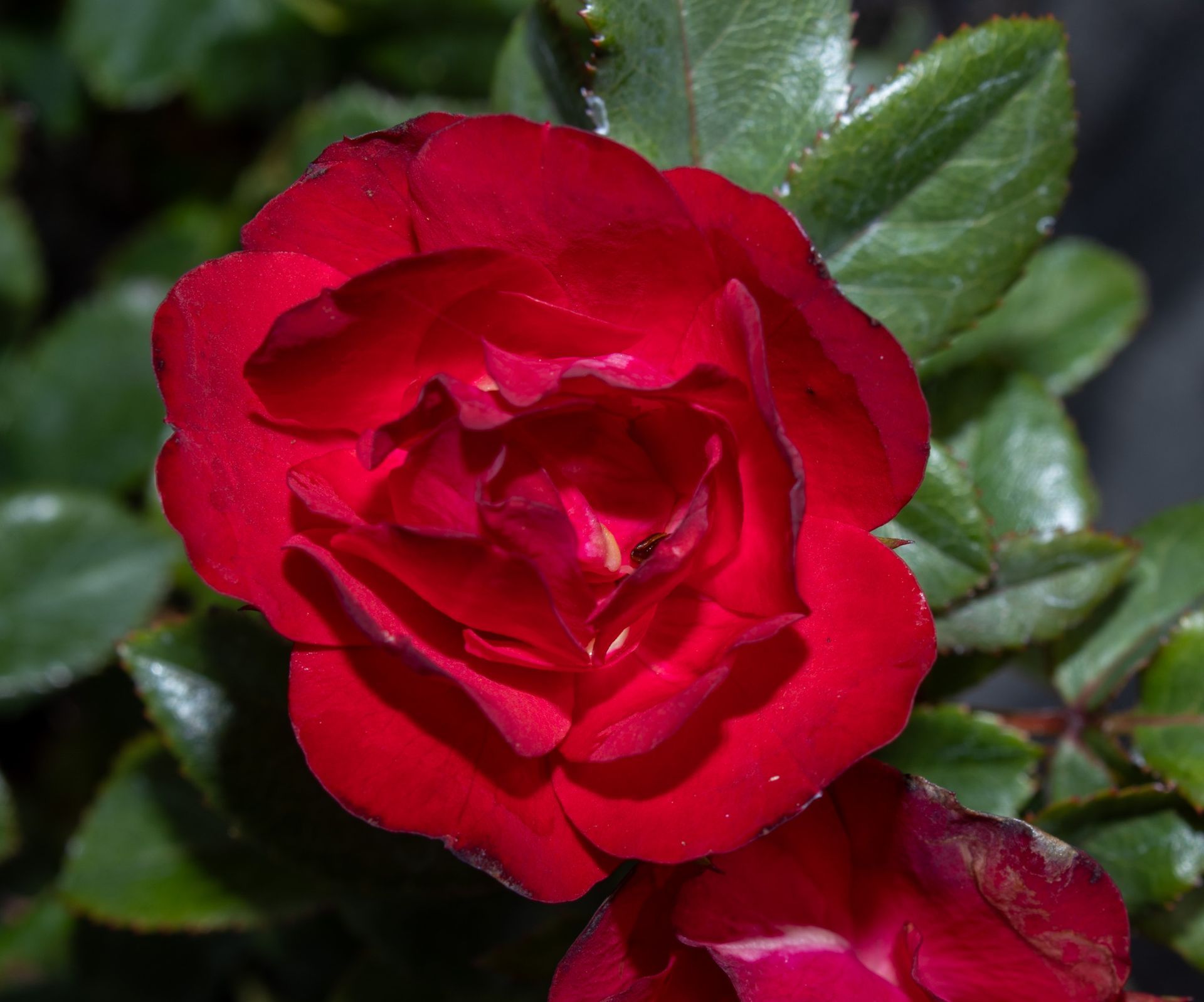 Close-up of a vibrant red rose with green leaves
