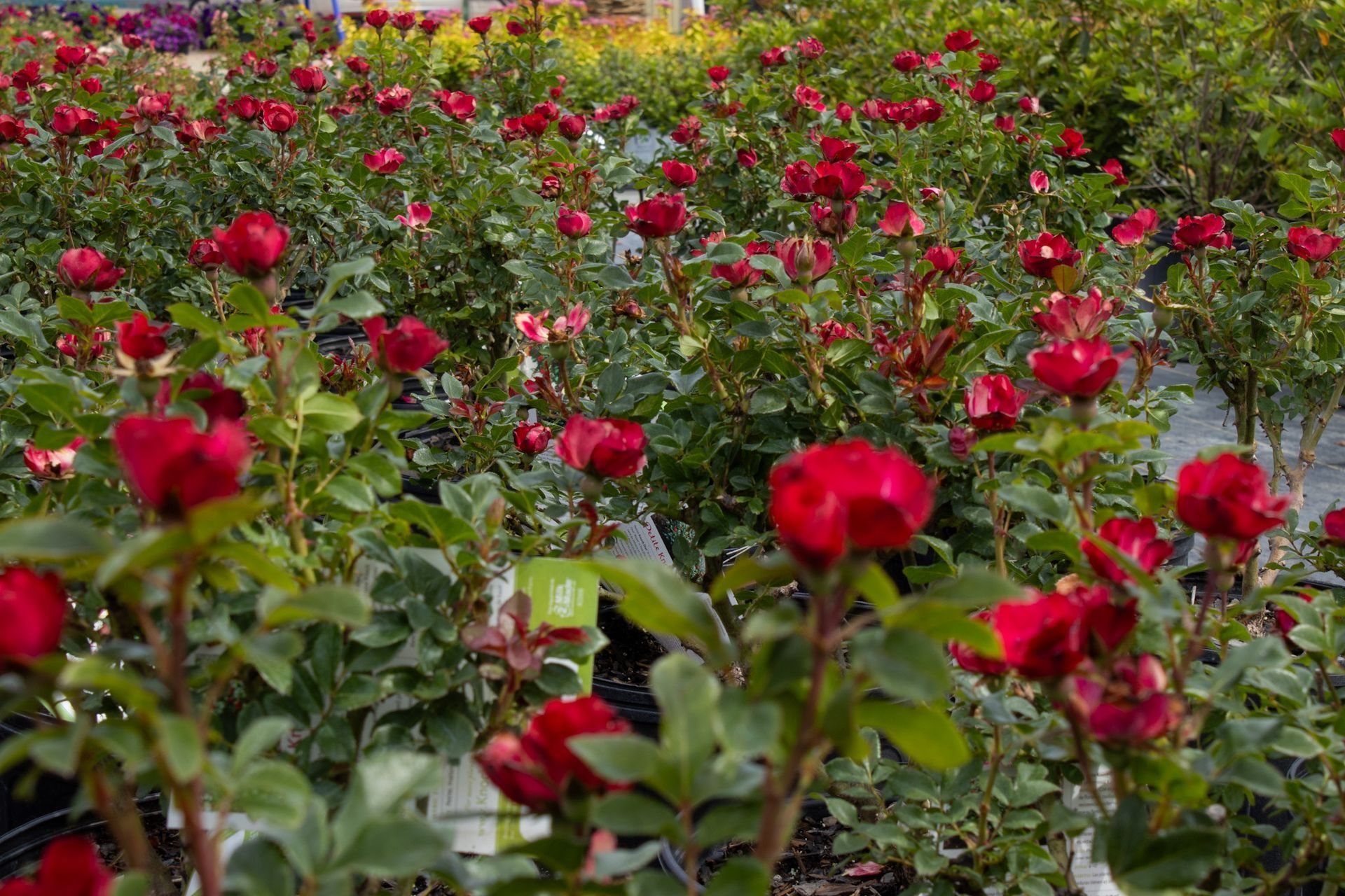 Field of red roses blooming in a garden, with green foliage and blurred flowers in the background