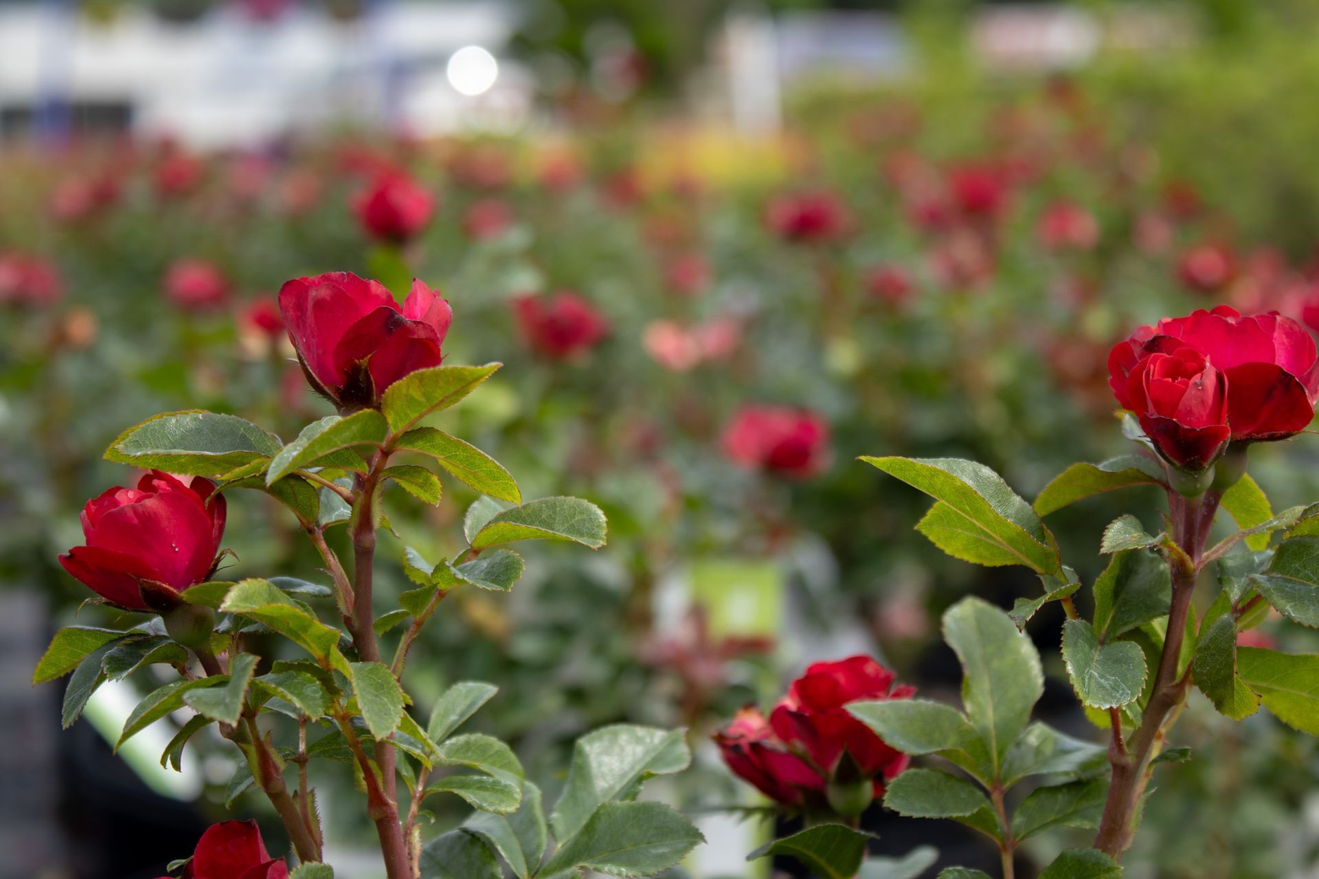 Red roses blooming in a garden bed with green leaves and a blurred floral background