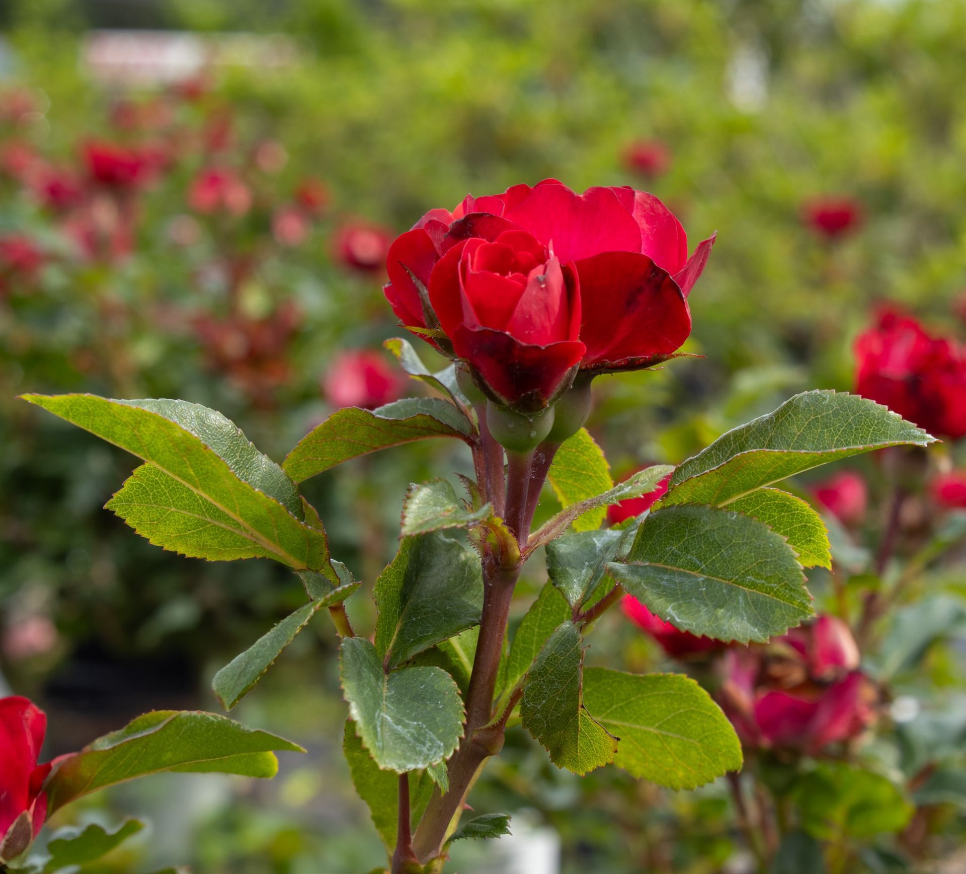 Red rose bloom on a green stem in a garden