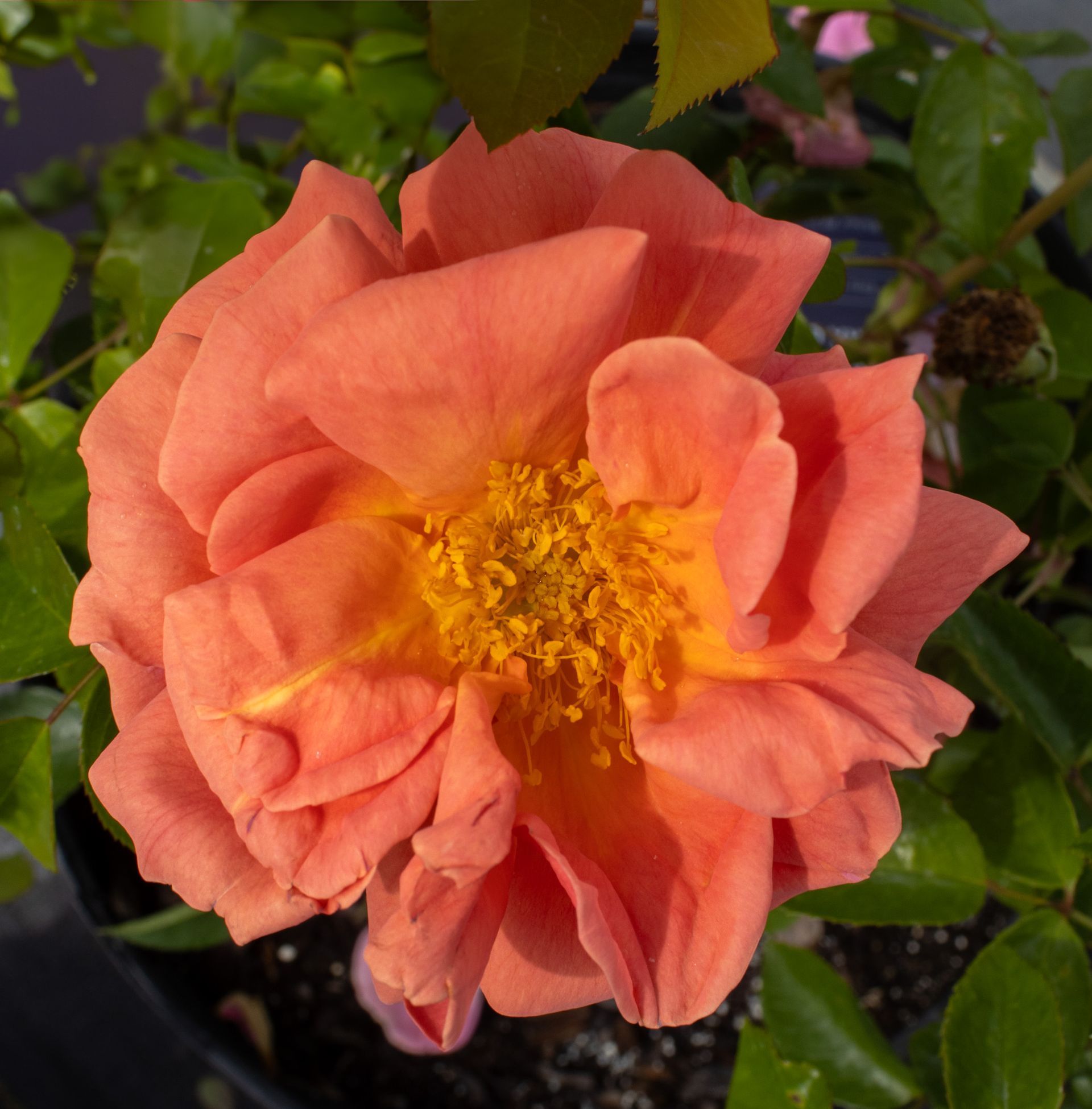 Peach-orange rose bloom with yellow center against green leaves
