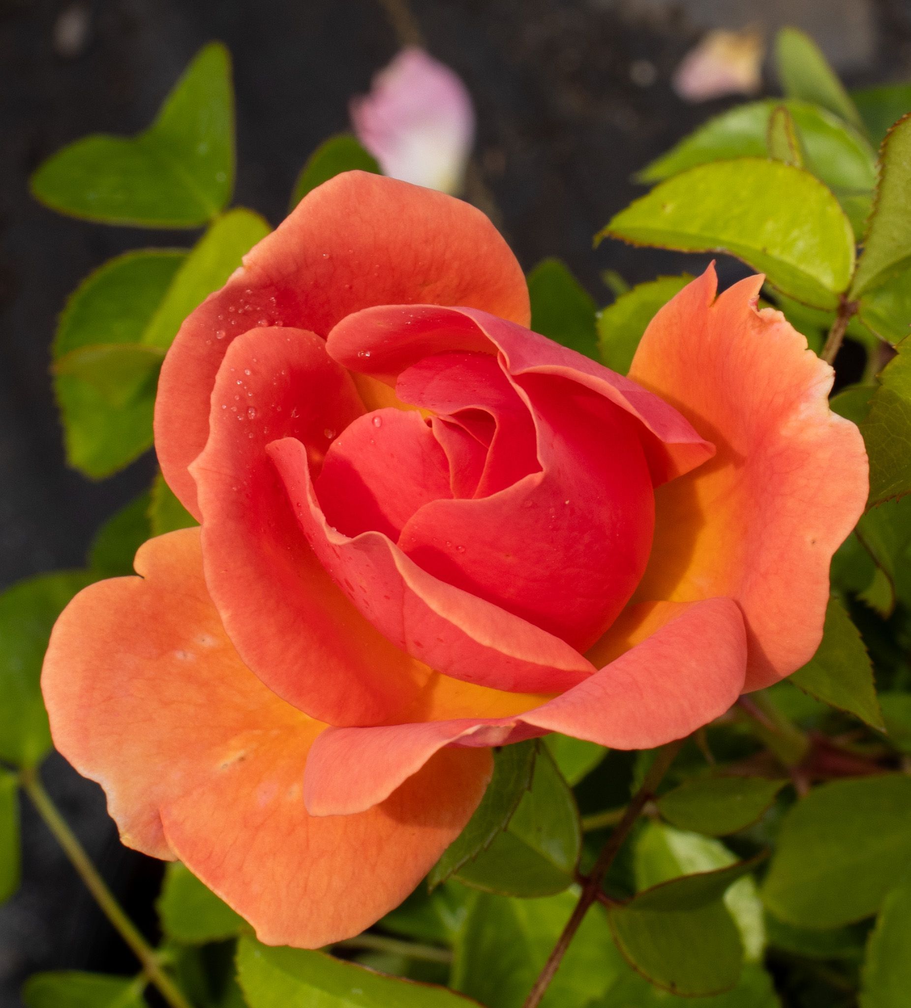 Close-up of a pink and orange rose bloom with green leaves