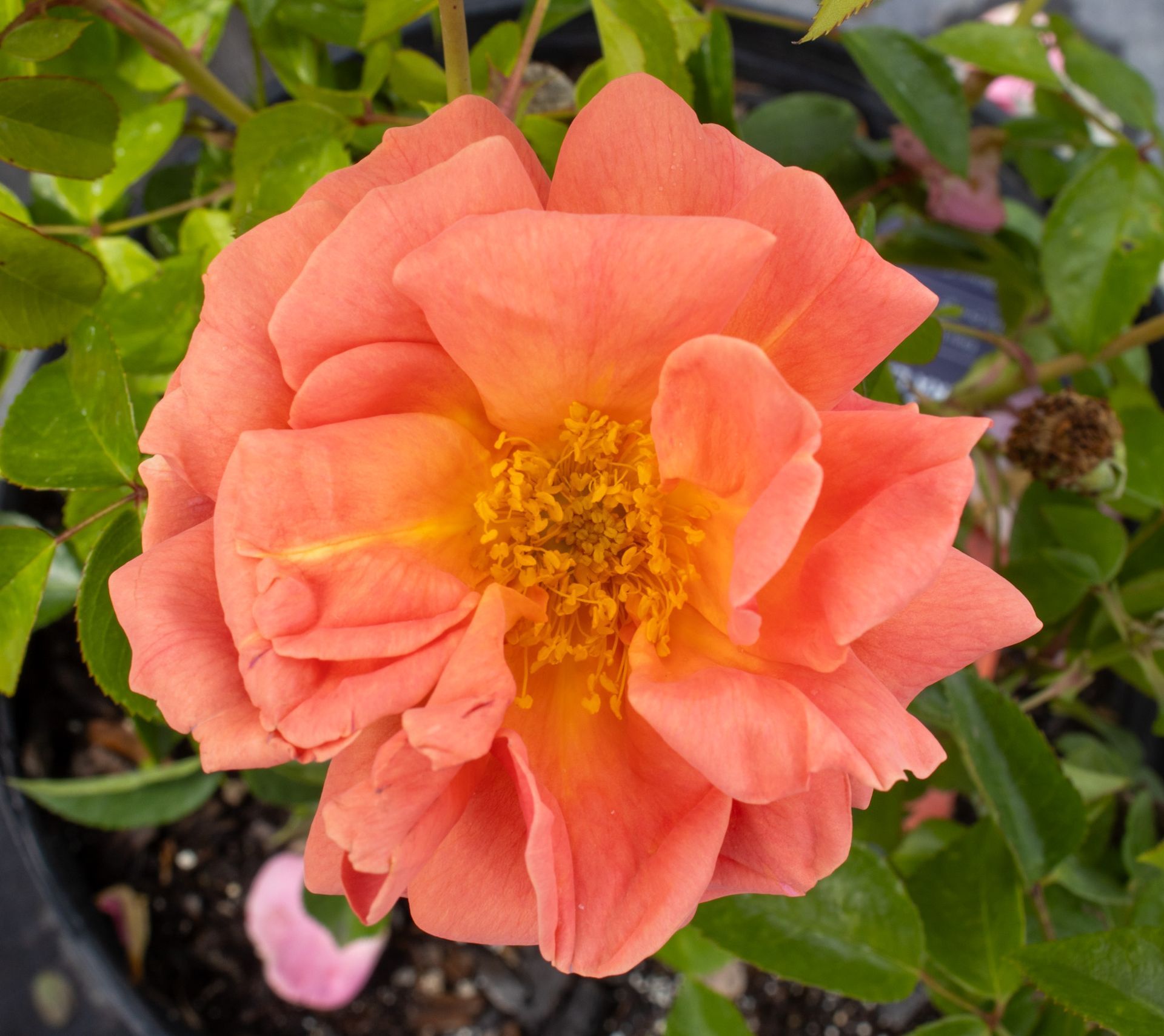 Close-up of a coral-orange rose with a yellow center among green leaves.