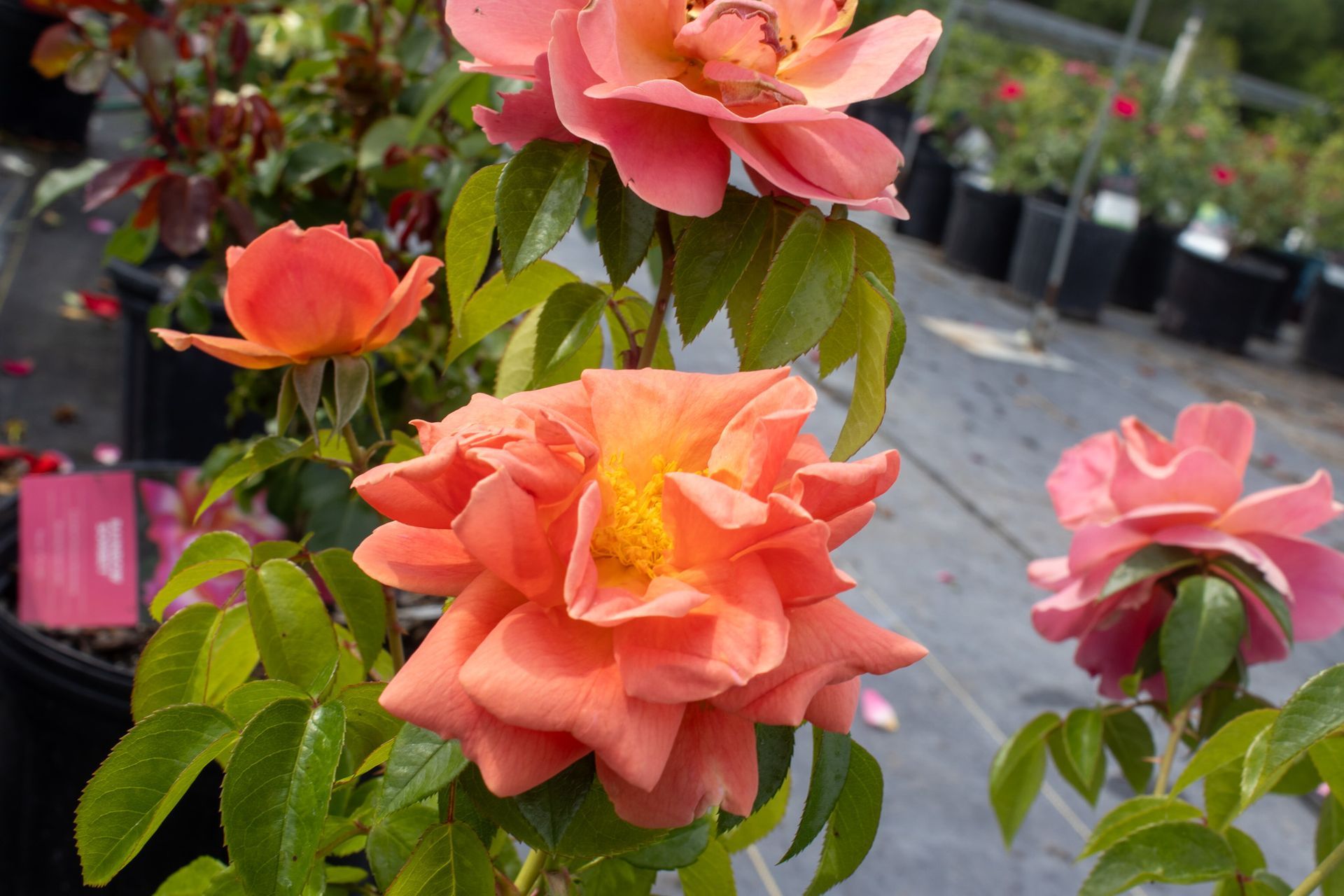 Pink-orange roses blooming in a garden with green leaves and blurred potted plants behind them