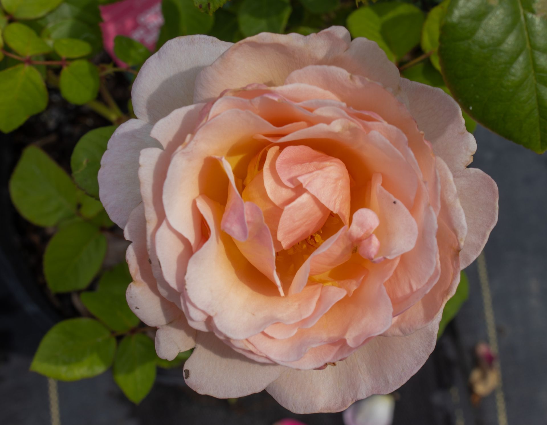 Close-up of a peach and cream rose bloom surrounded by green leaves.
