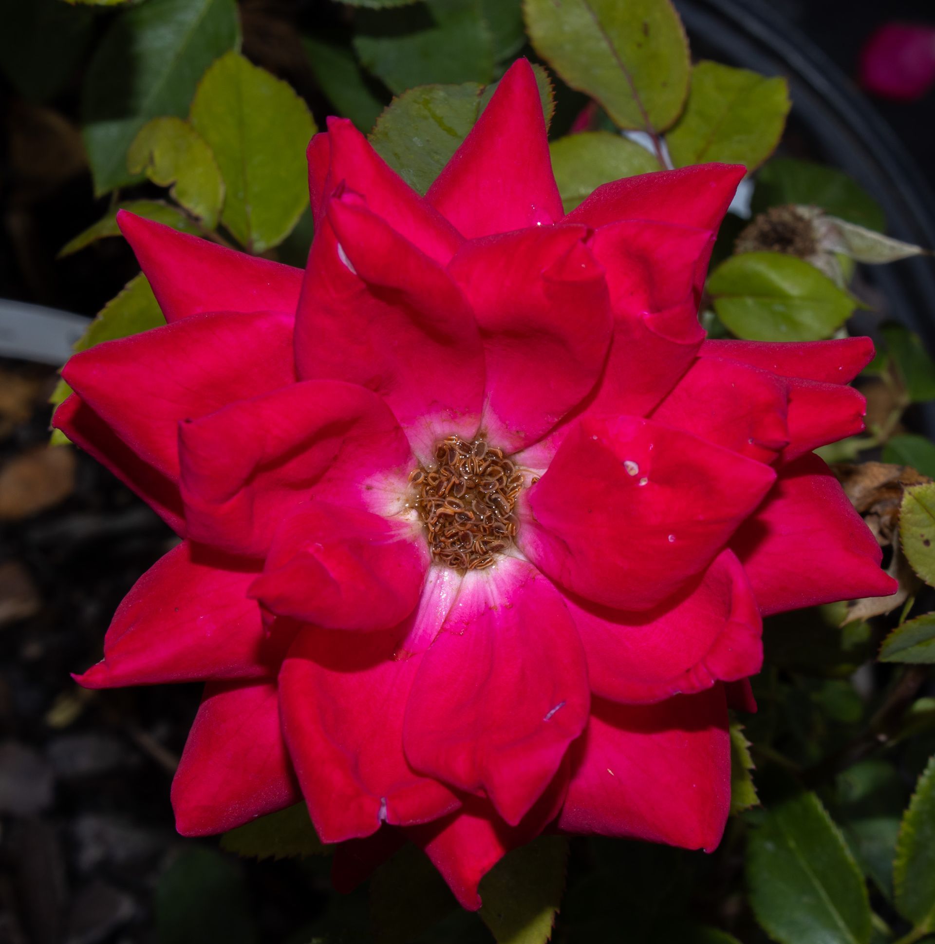Bright pink rose in bloom with green leaves against a dark background