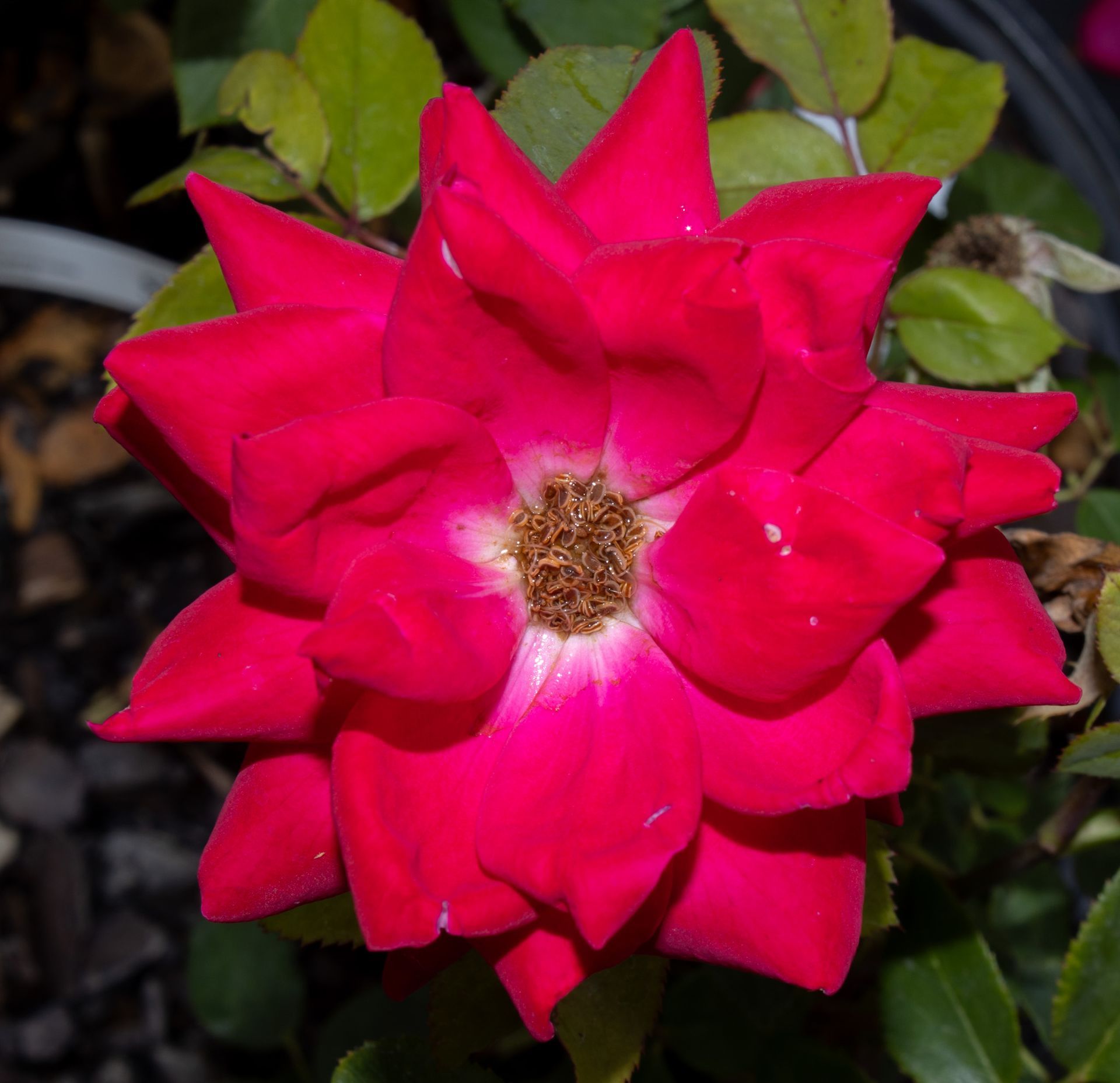 Bright pink rose in bloom against dark green leaves