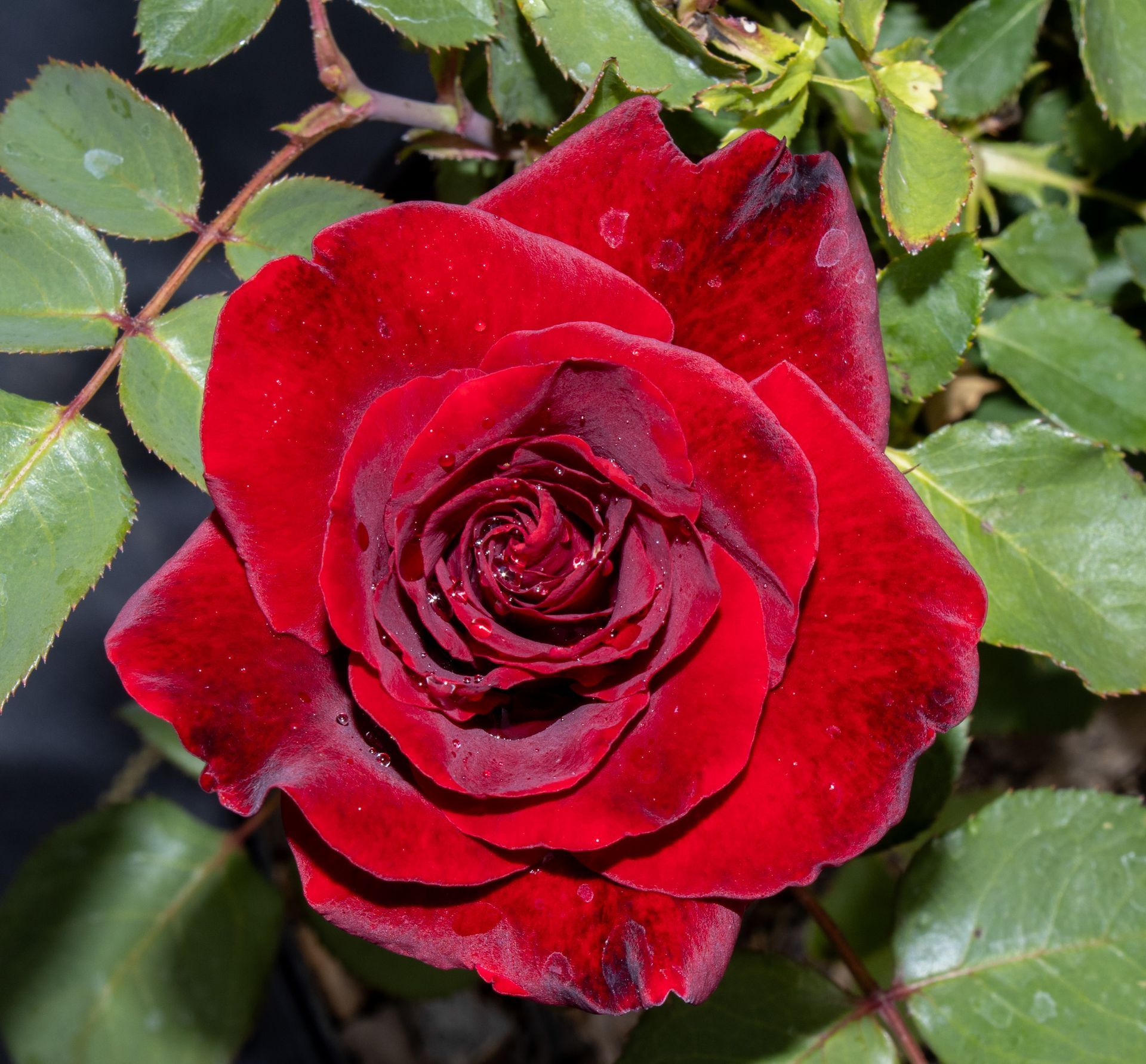 Close-up of a deep red rose in bloom with green leaves in the background