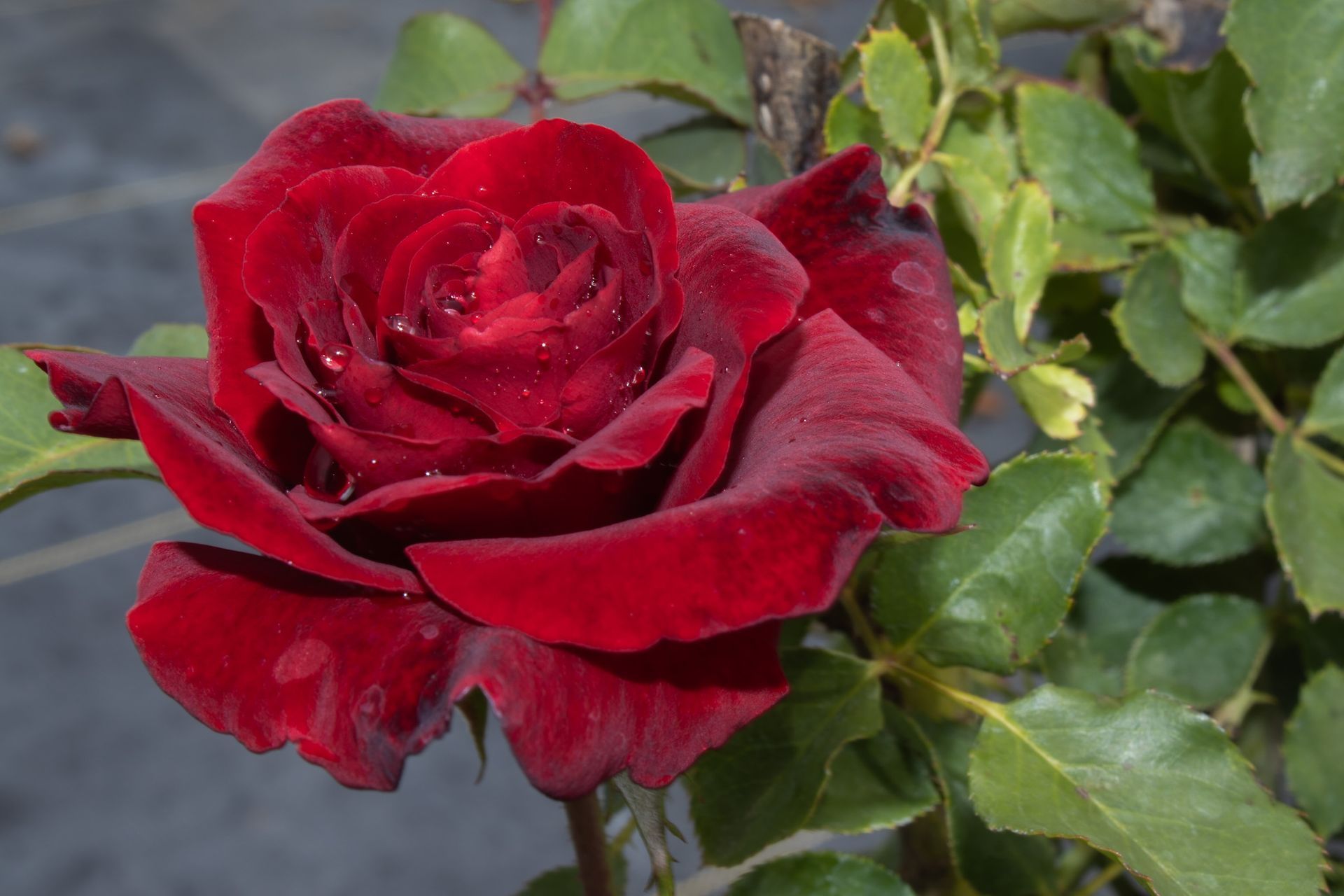 Close-up of a red rose with green leaves in a garden