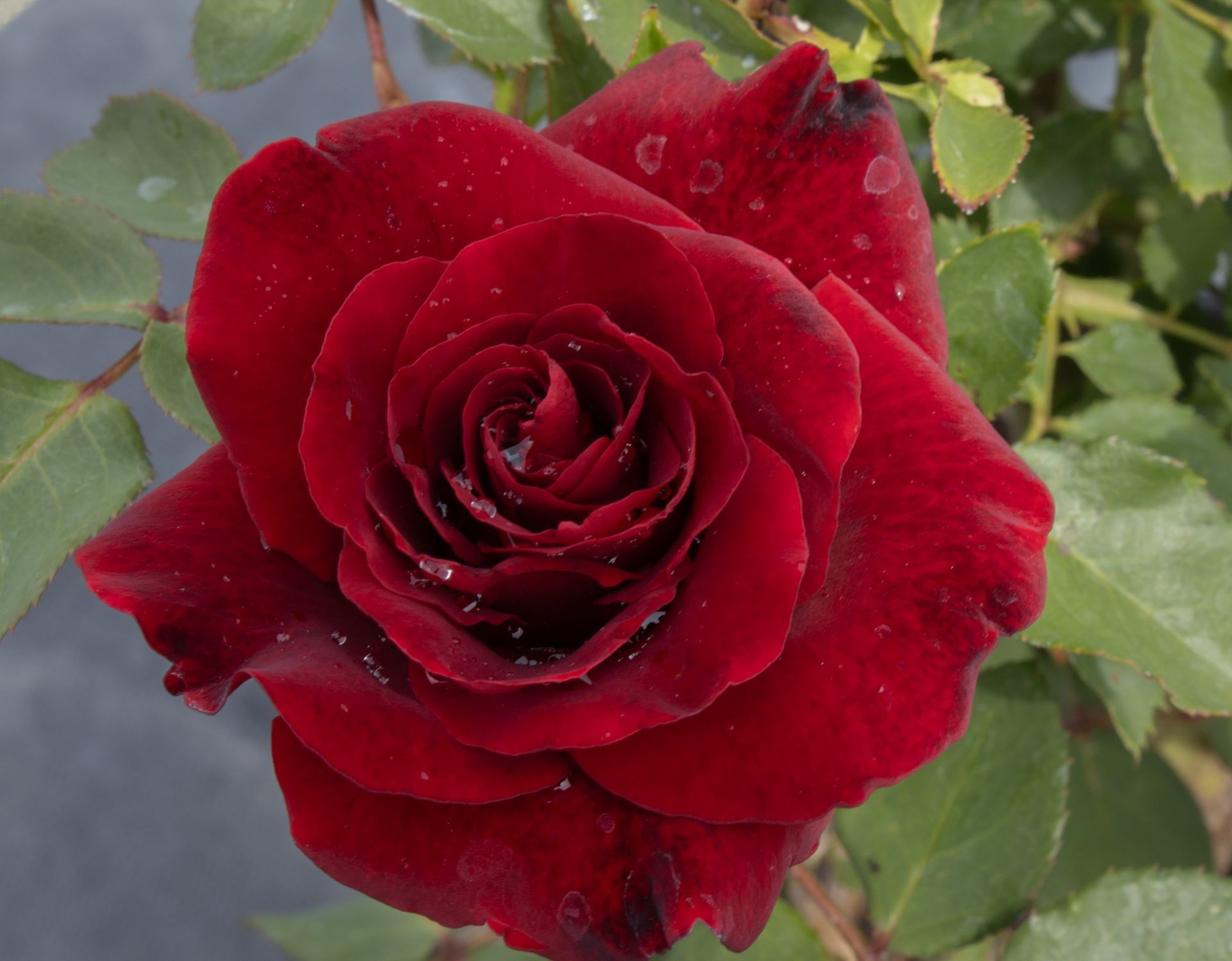Close-up of a deep red rose with water droplets on green leaves